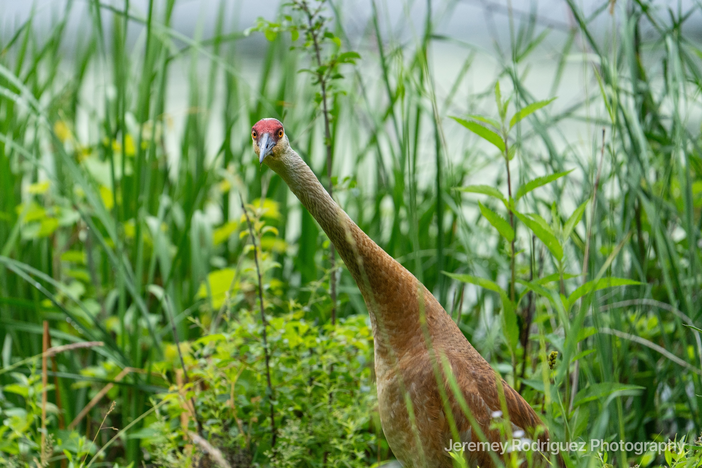 Sandhill Crane Peering Through Wetland Reeds