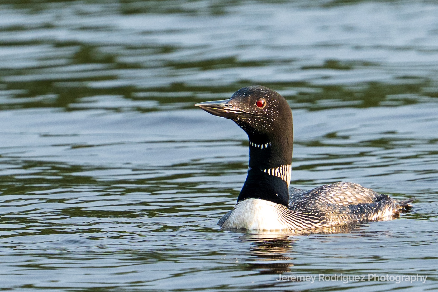 Common Loon Swimming on Rippling Water