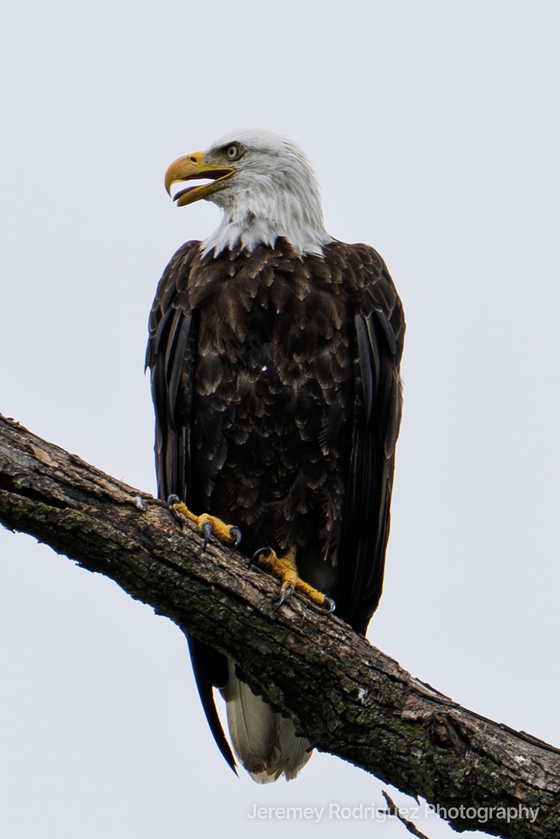 Bald Eagle Calling from a Weathered Limb
