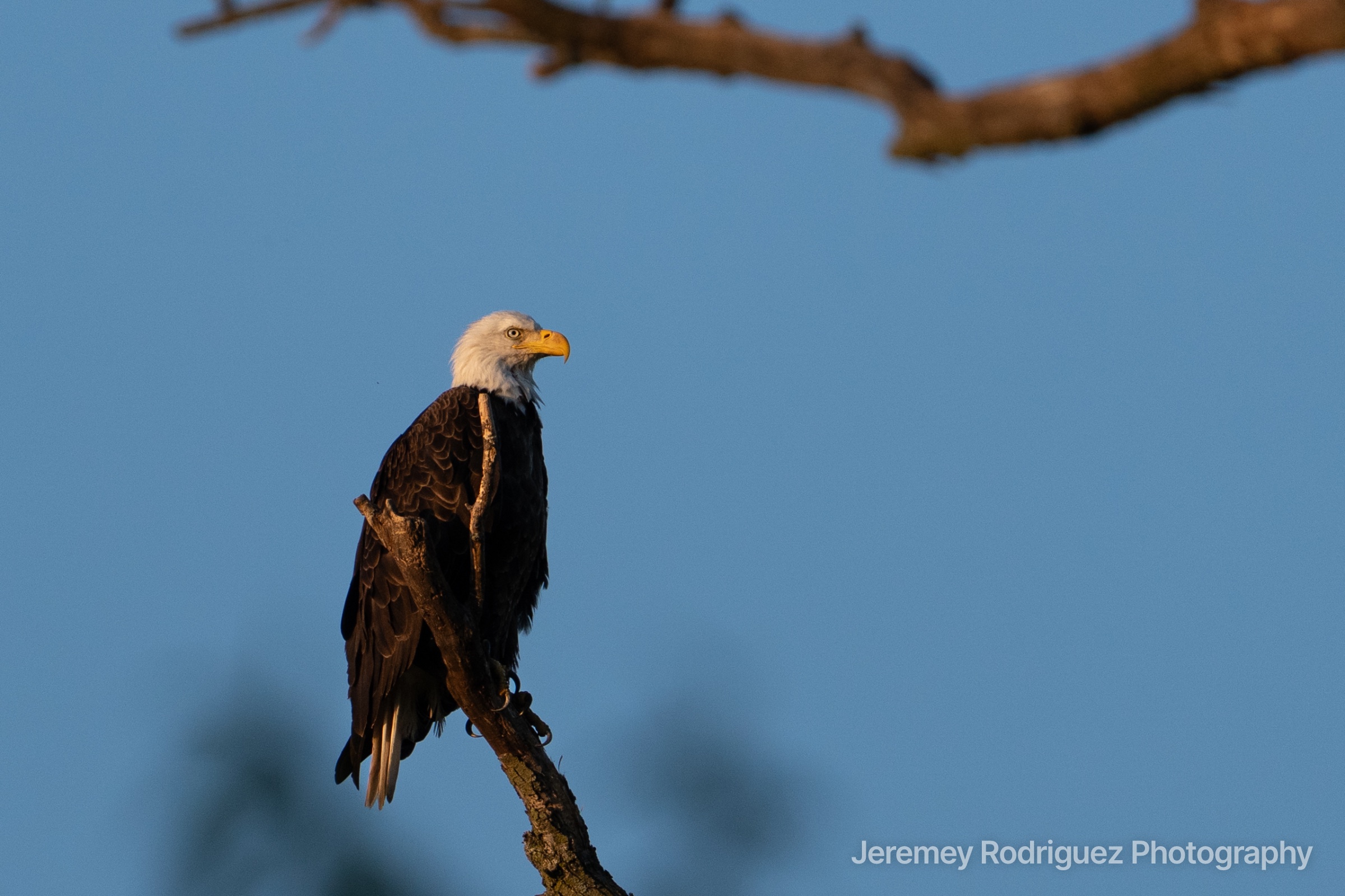 Sunlit Bald Eagle Beneath Overhanging Branch