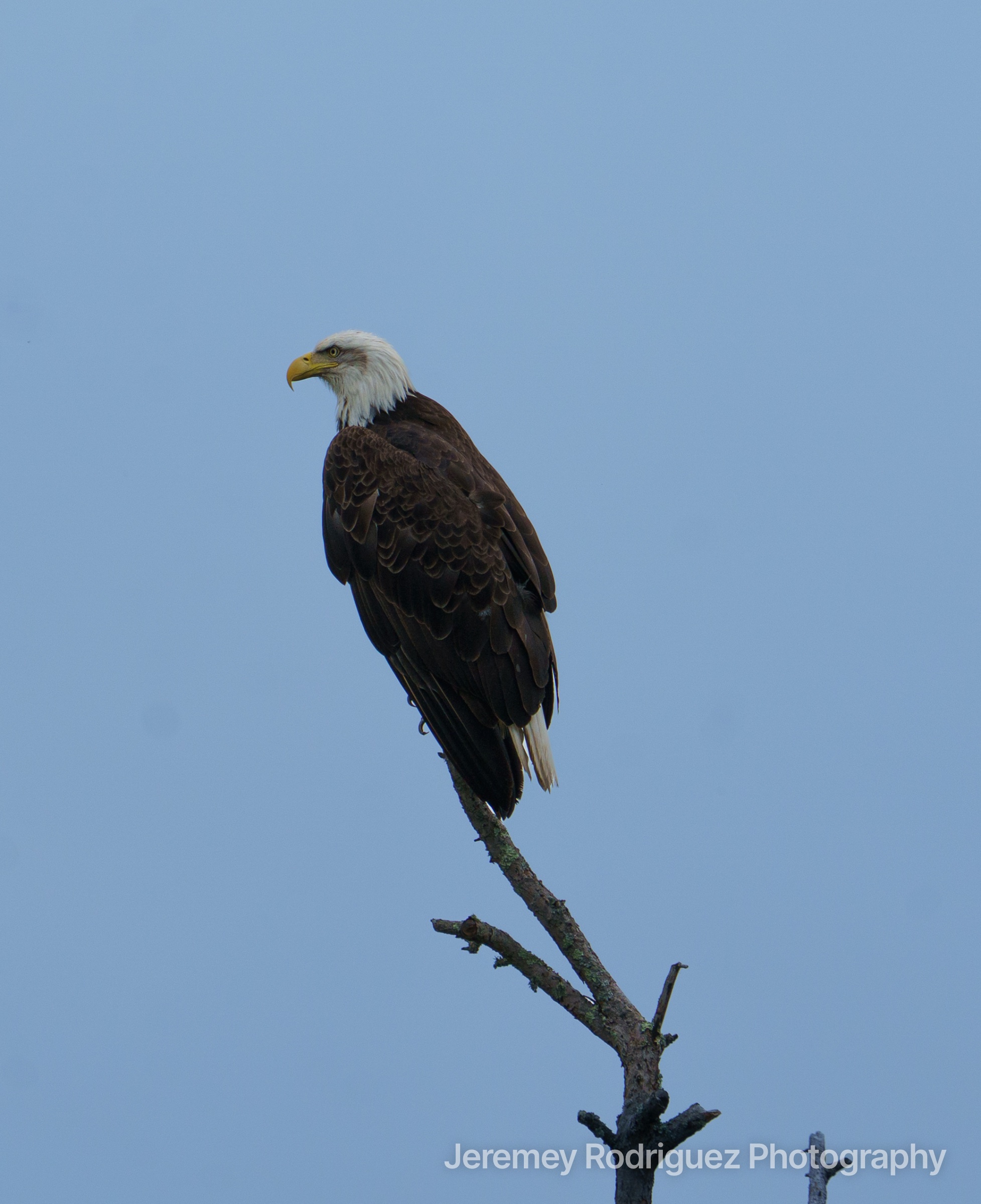 Bald Eagle on a Slender Treetop Snag