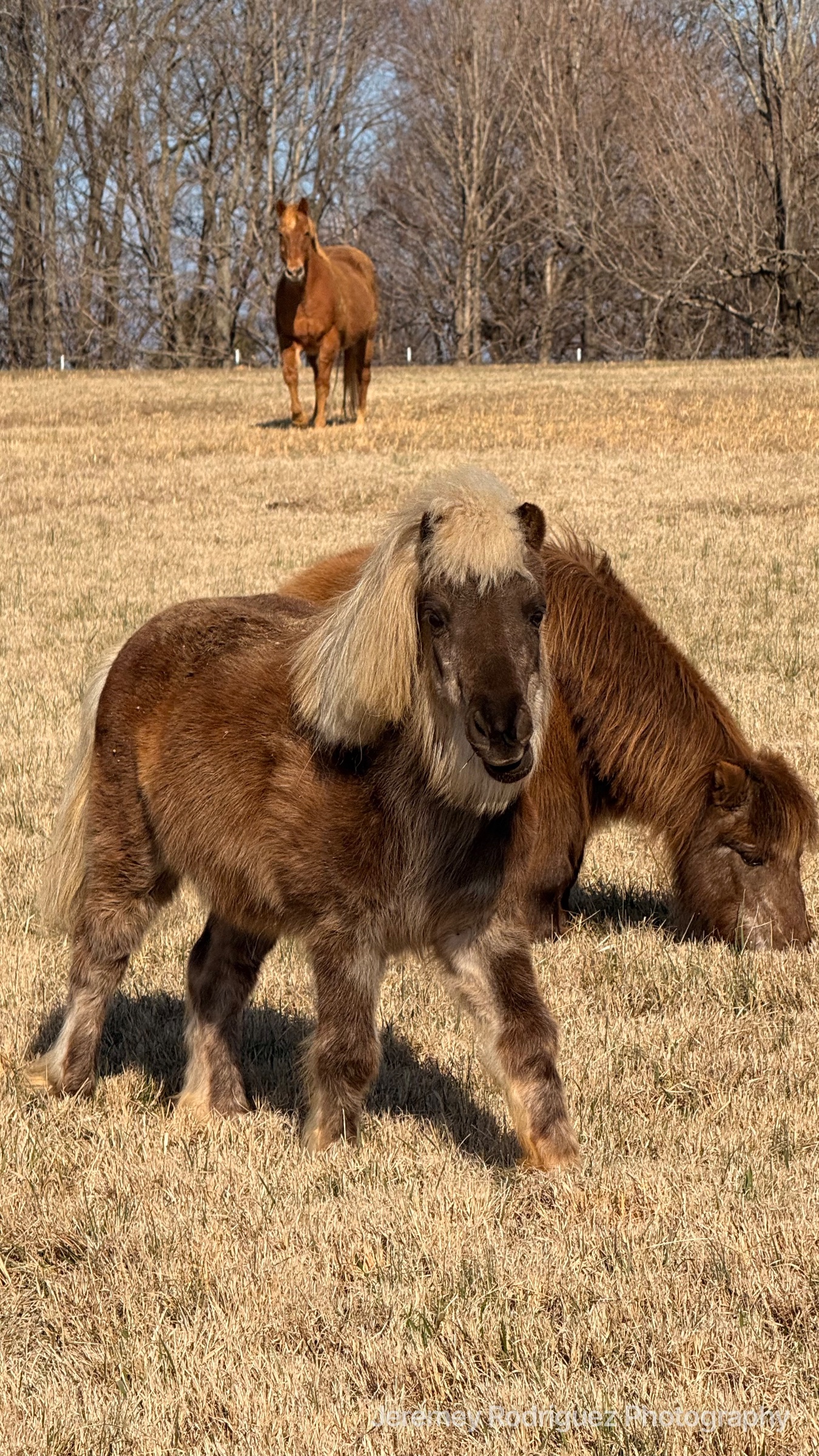 Two Ponies Grazing in a Golden Field