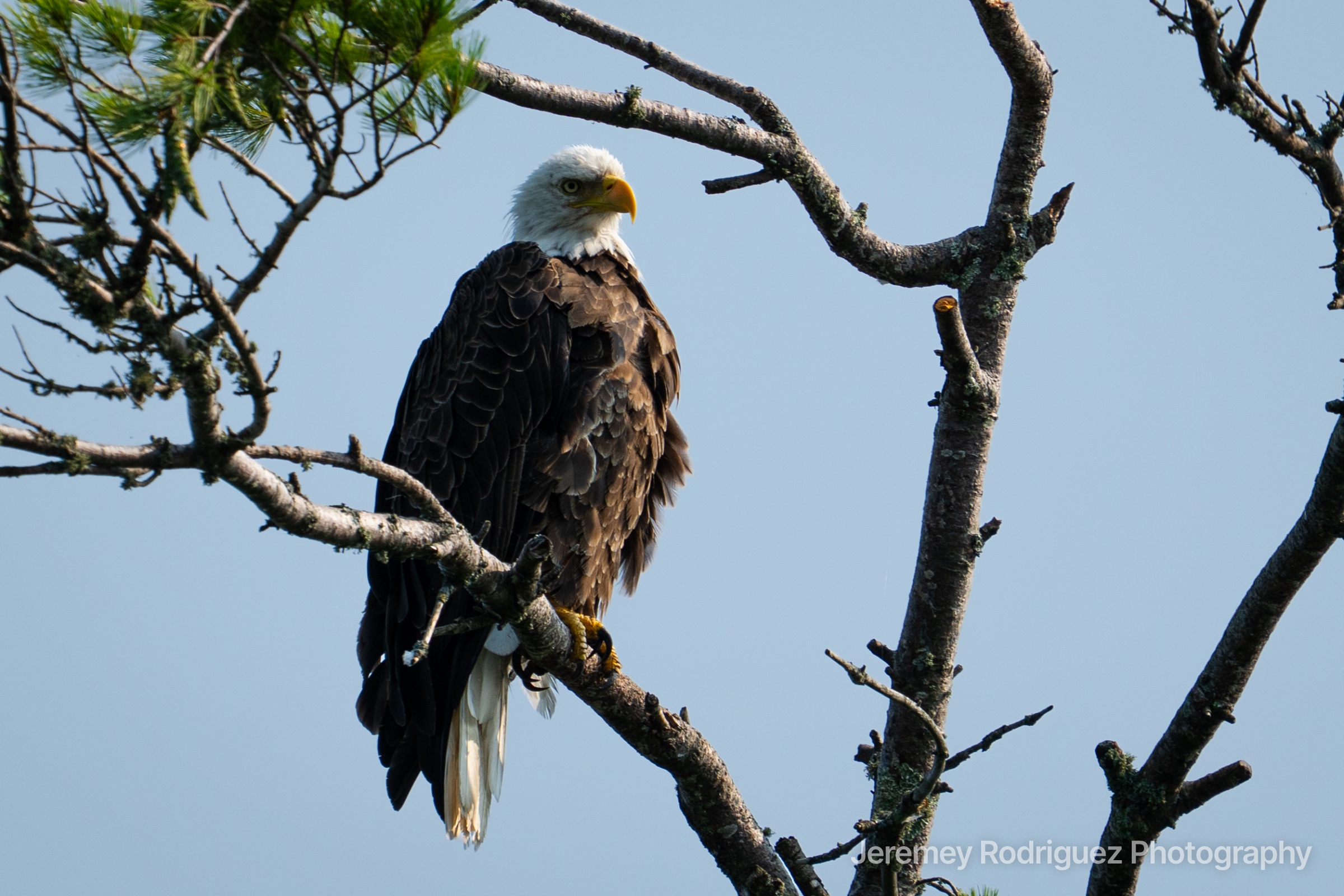 Bald Eagle Profile on a Pine Branch