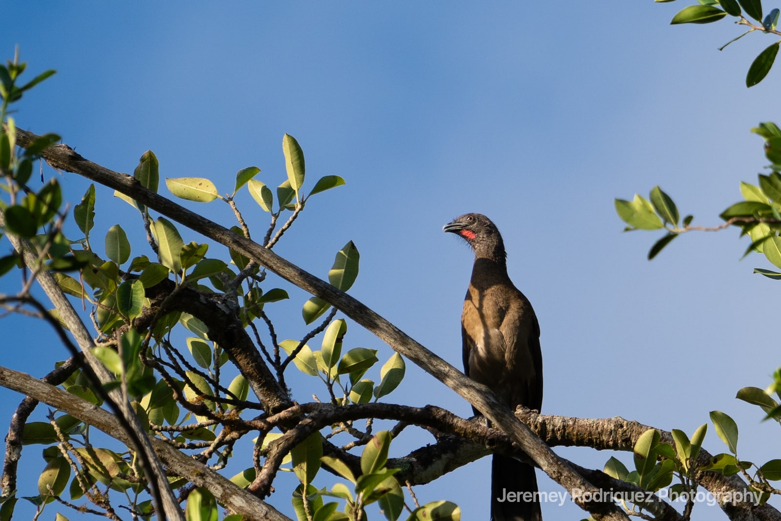 Chachalaca Perched Against a Clear Blue Sky