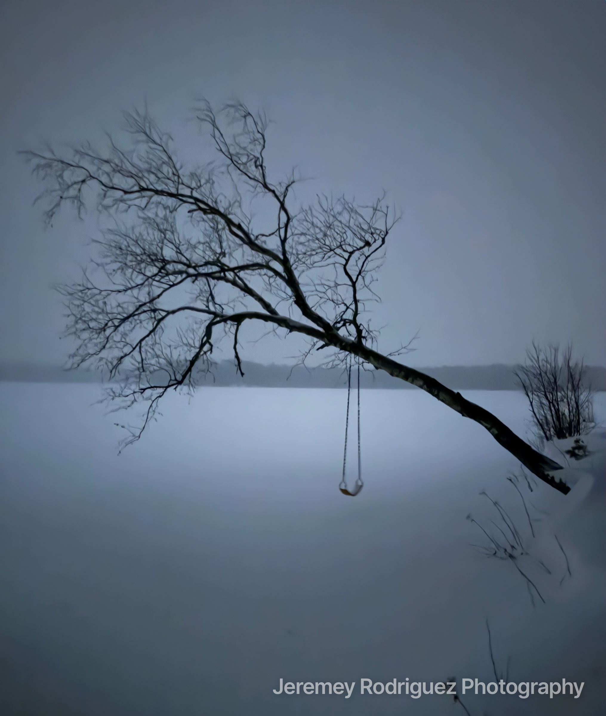 Lonely Rope Swing on a Leaning Winter Tree
