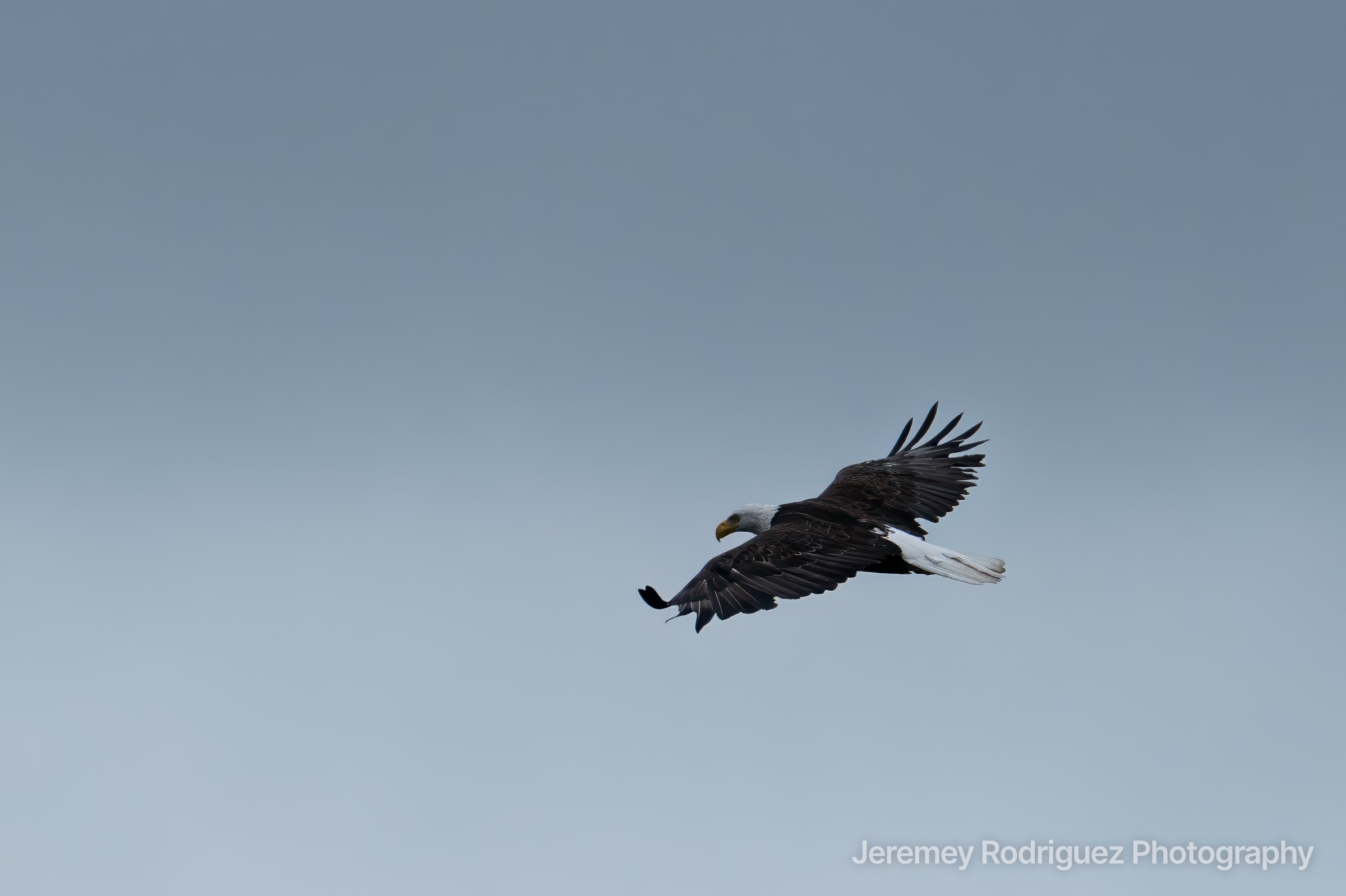 Bald Eagle Gliding Across an Overcast Sky