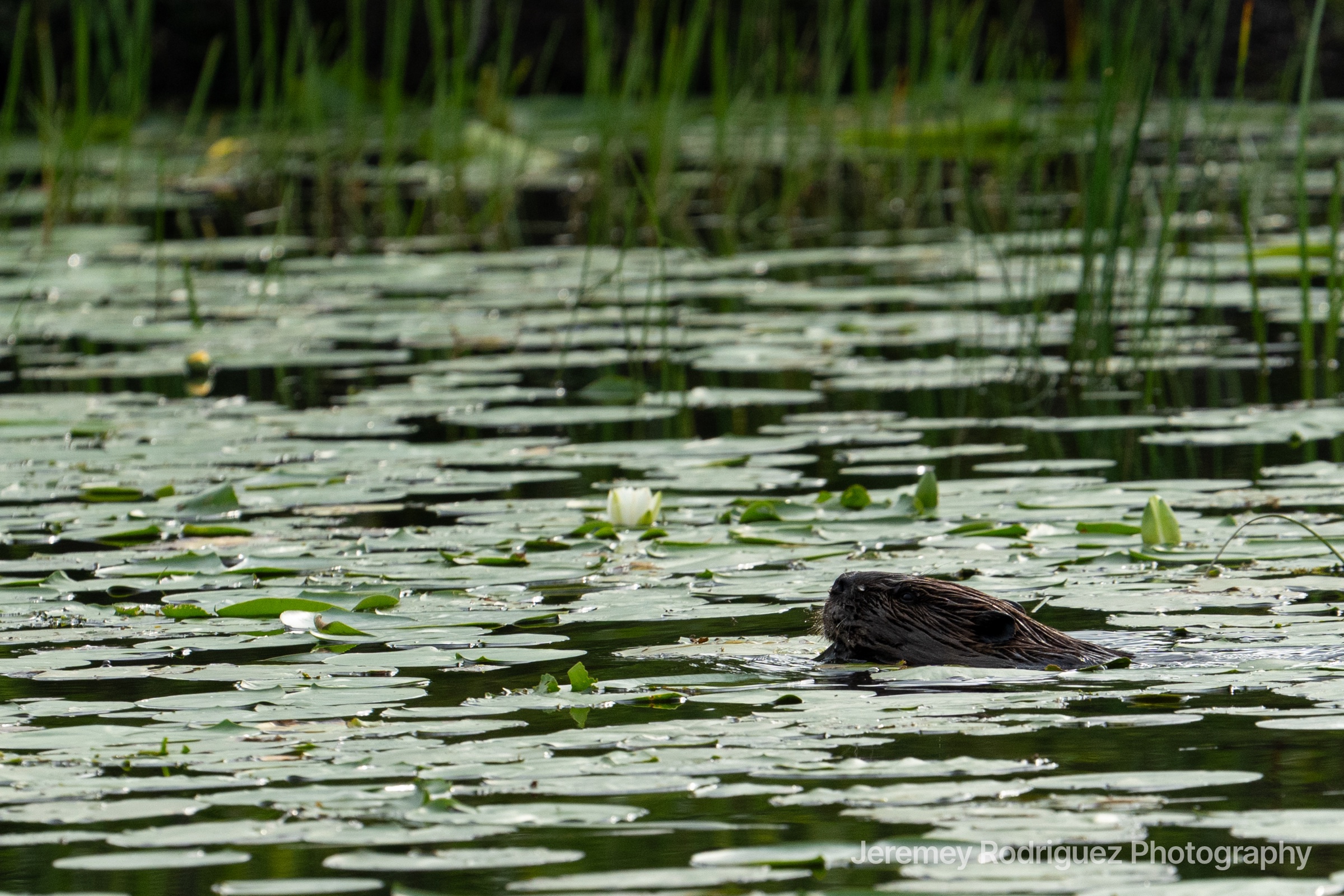 Beaver Swimming Through Lily Pads