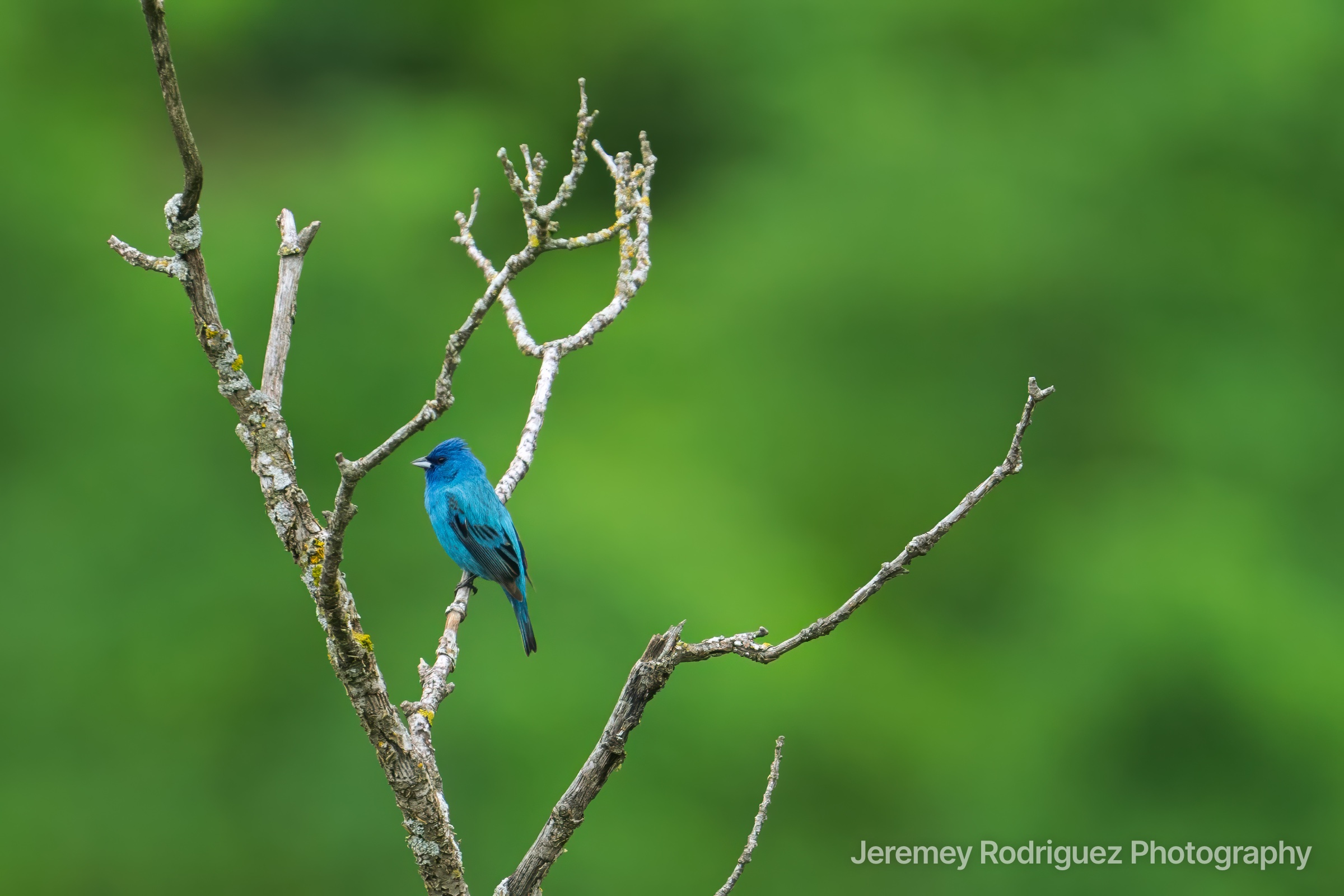 Indigo Bunting on a Bare Branch