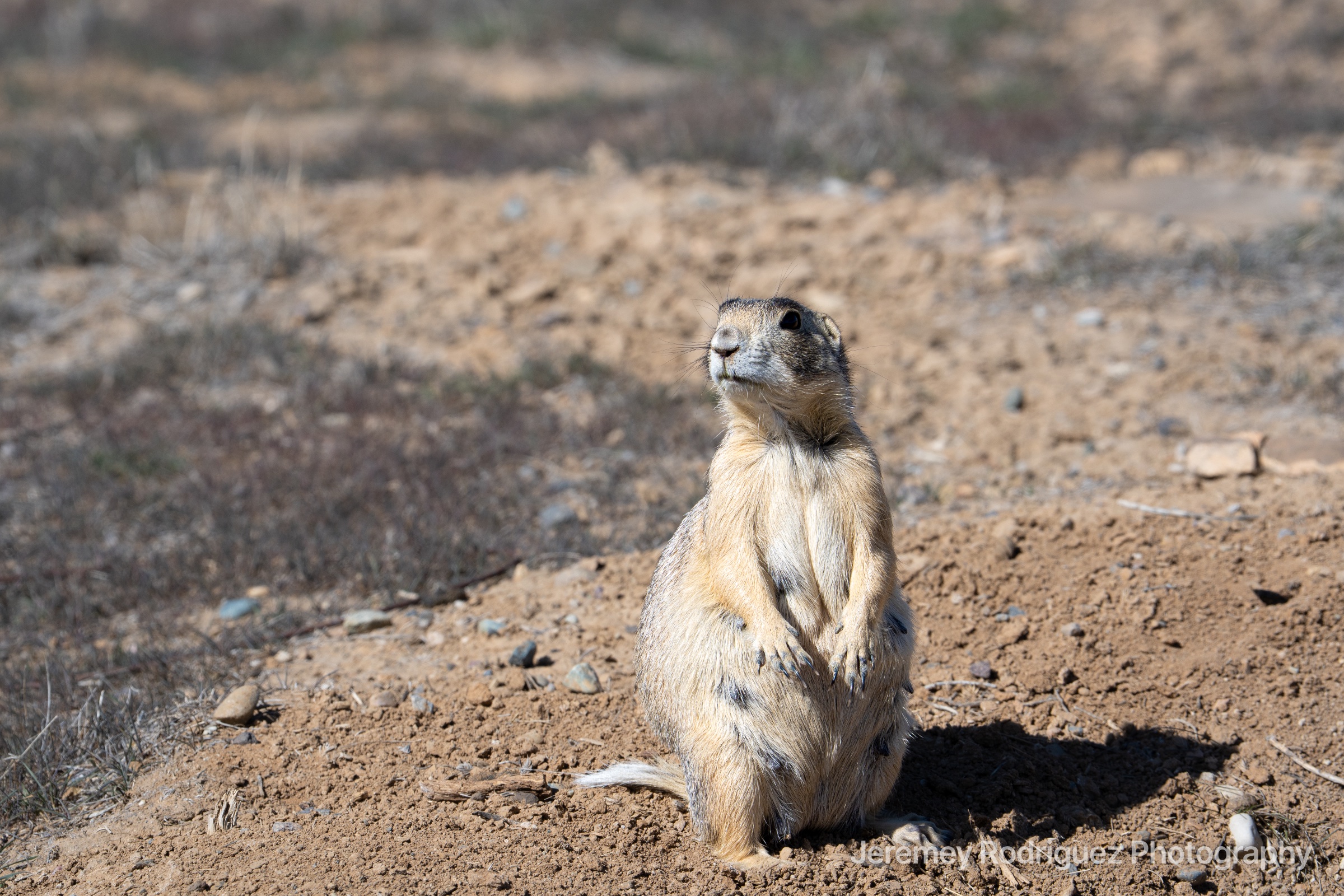 Prairie Dog Standing Alert by Its Burrow