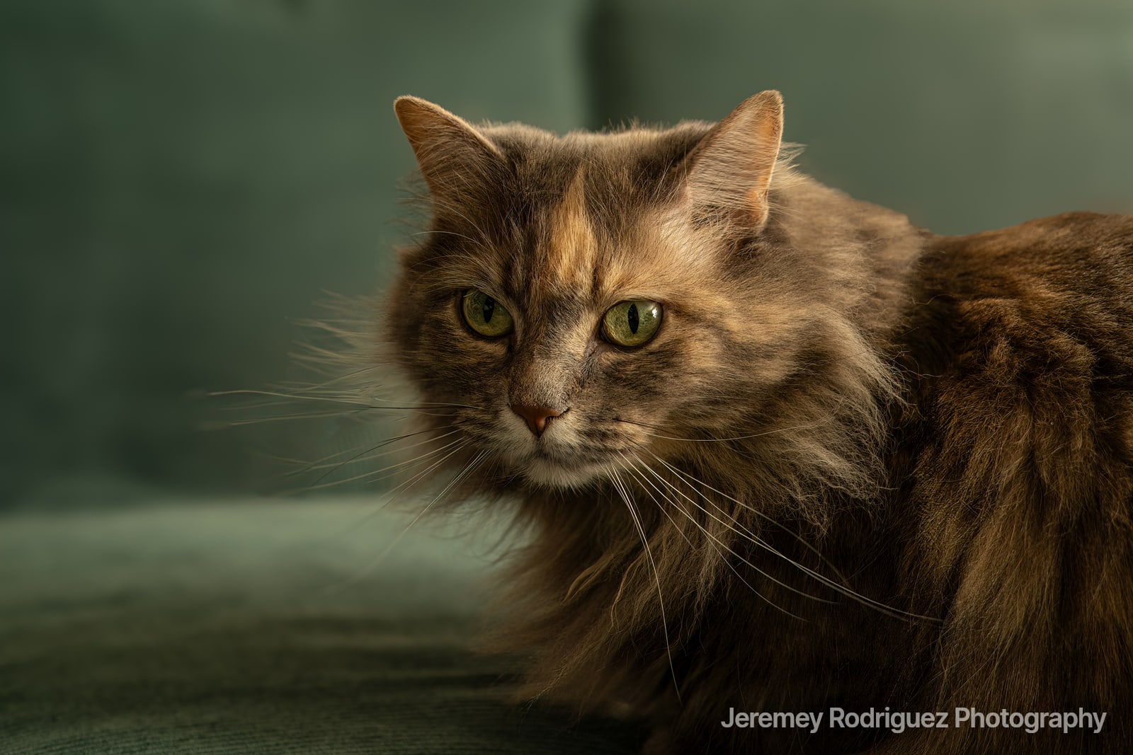 Long-Haired Cat Portrait on a Green Sofa