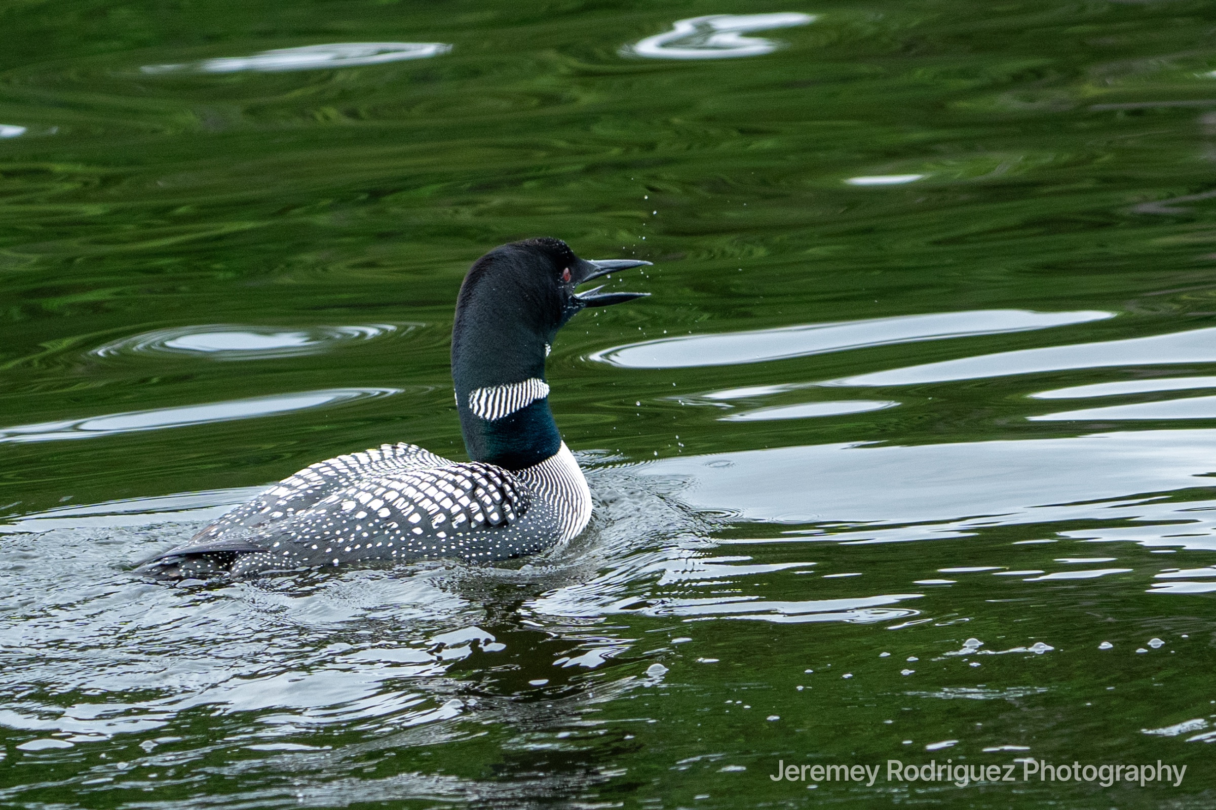 Common Loon Gliding on a Green Lake