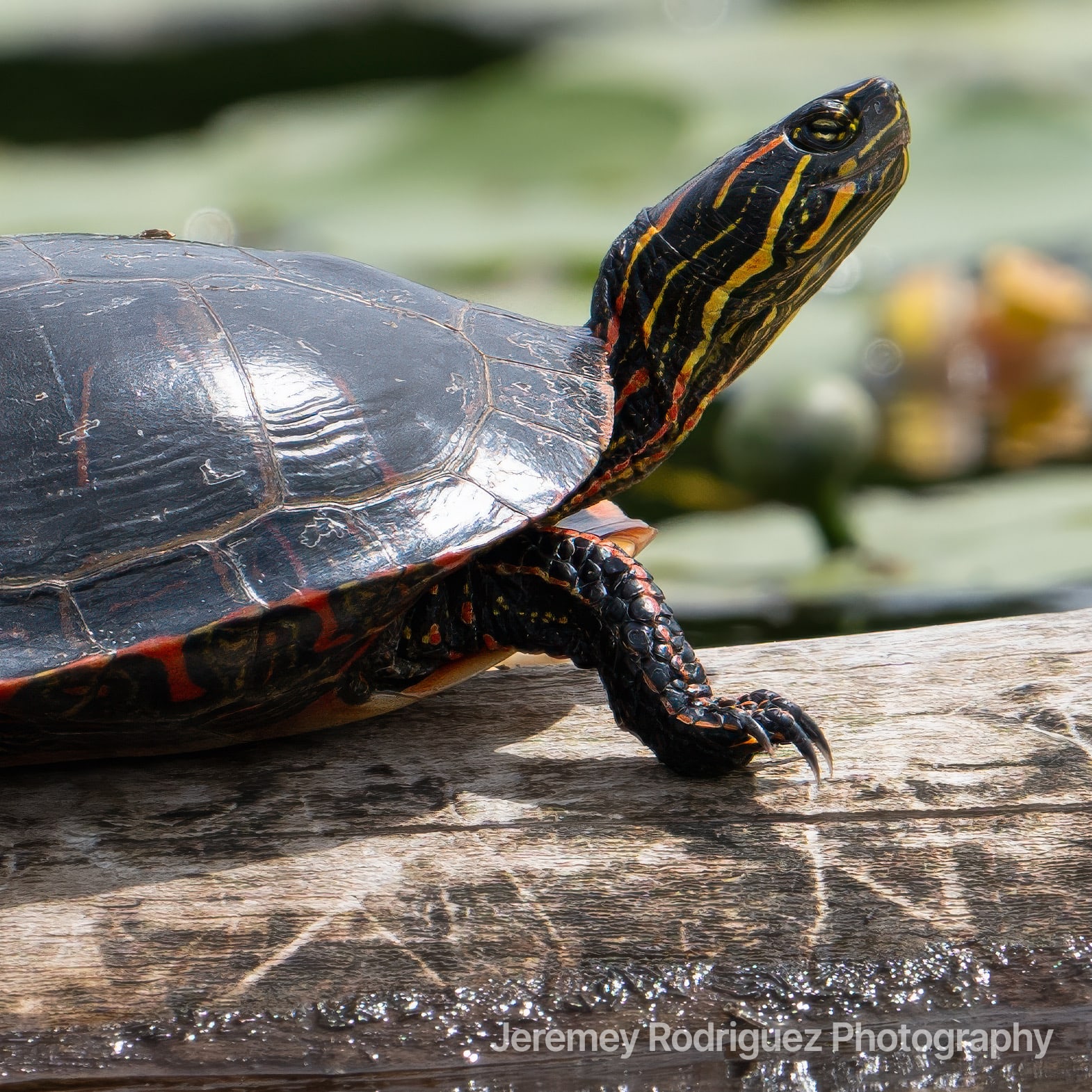 Painted Turtle Stretching Its Neck in Sunshine