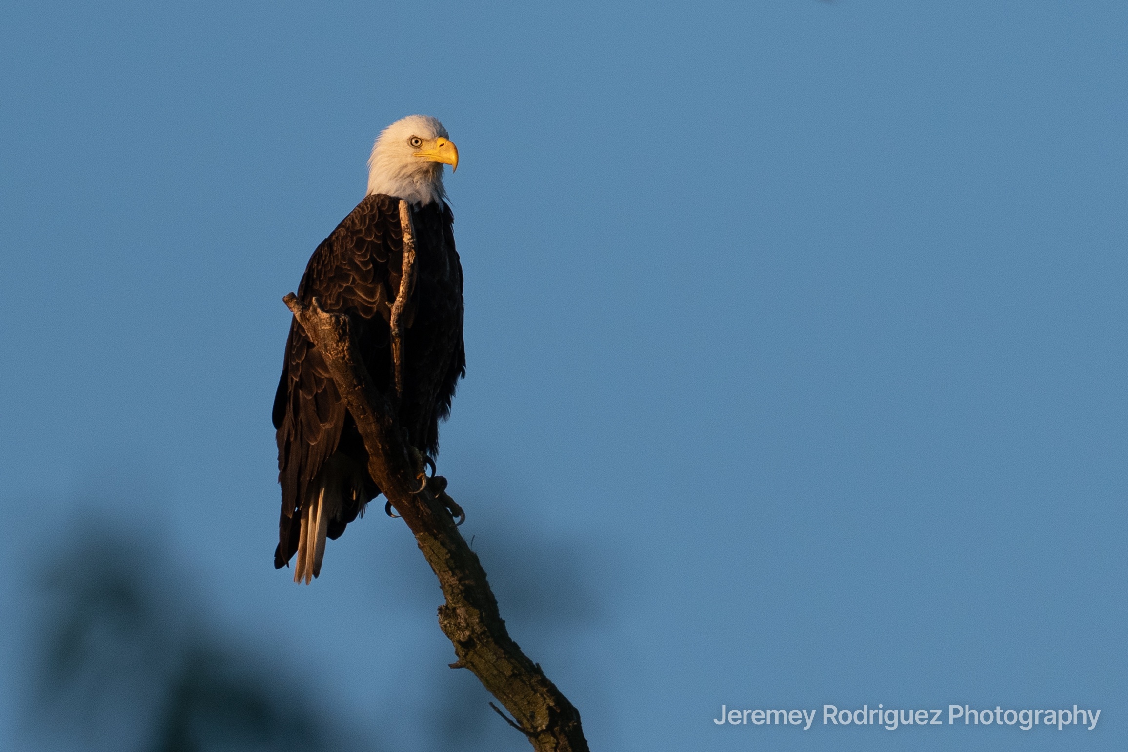 Bald Eagle Basking in Late-Day Sun