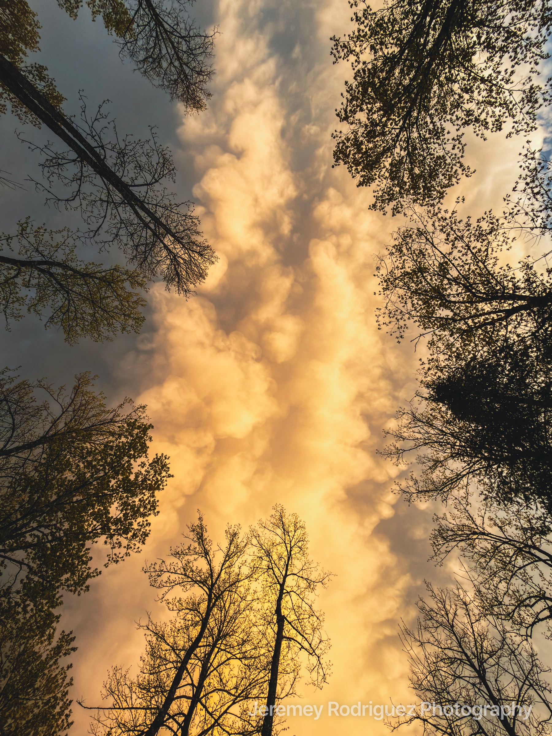 Golden Storm Clouds Framed by Spring Treetops