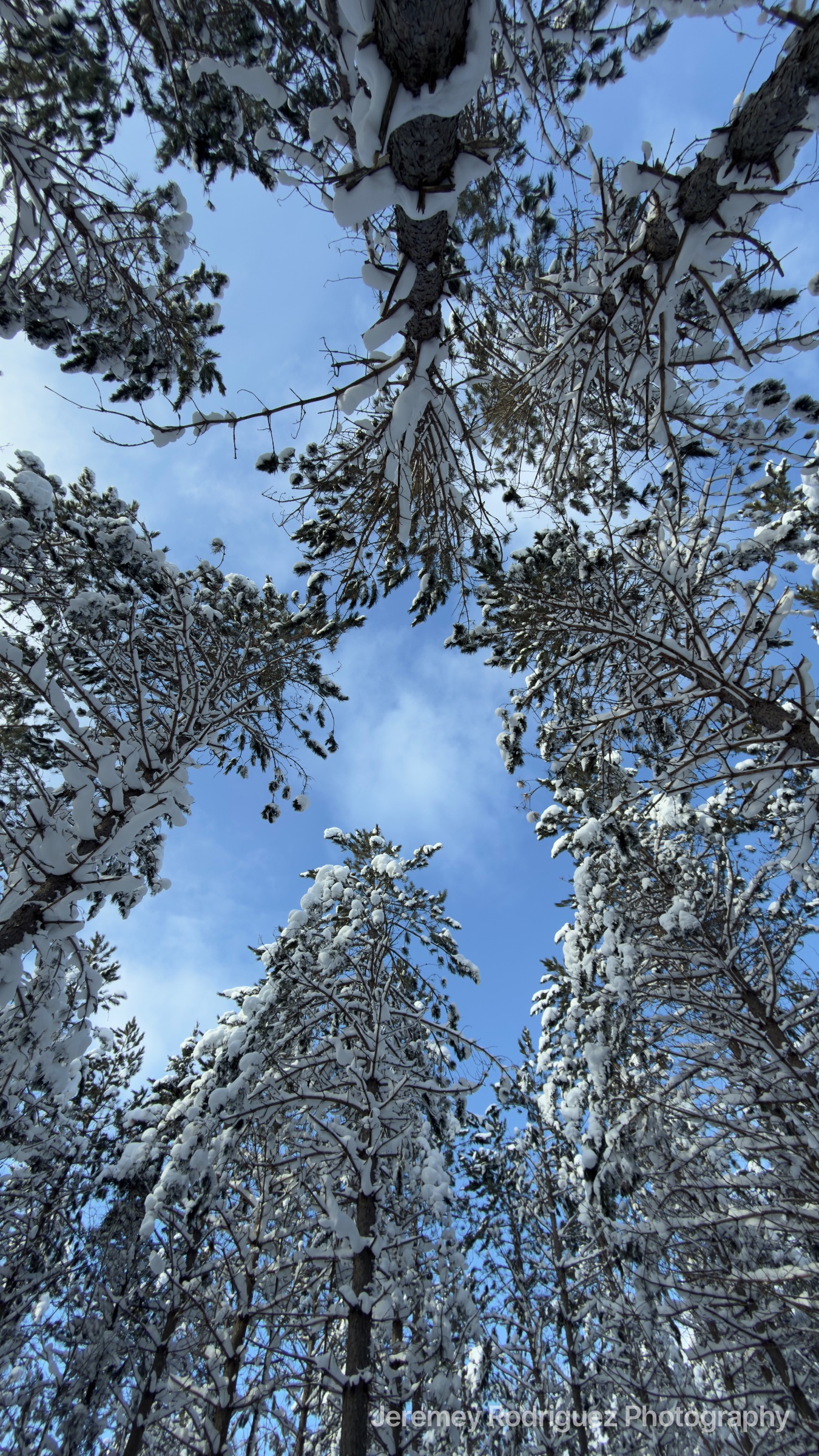 Looking Up Through Snow-Covered Pines