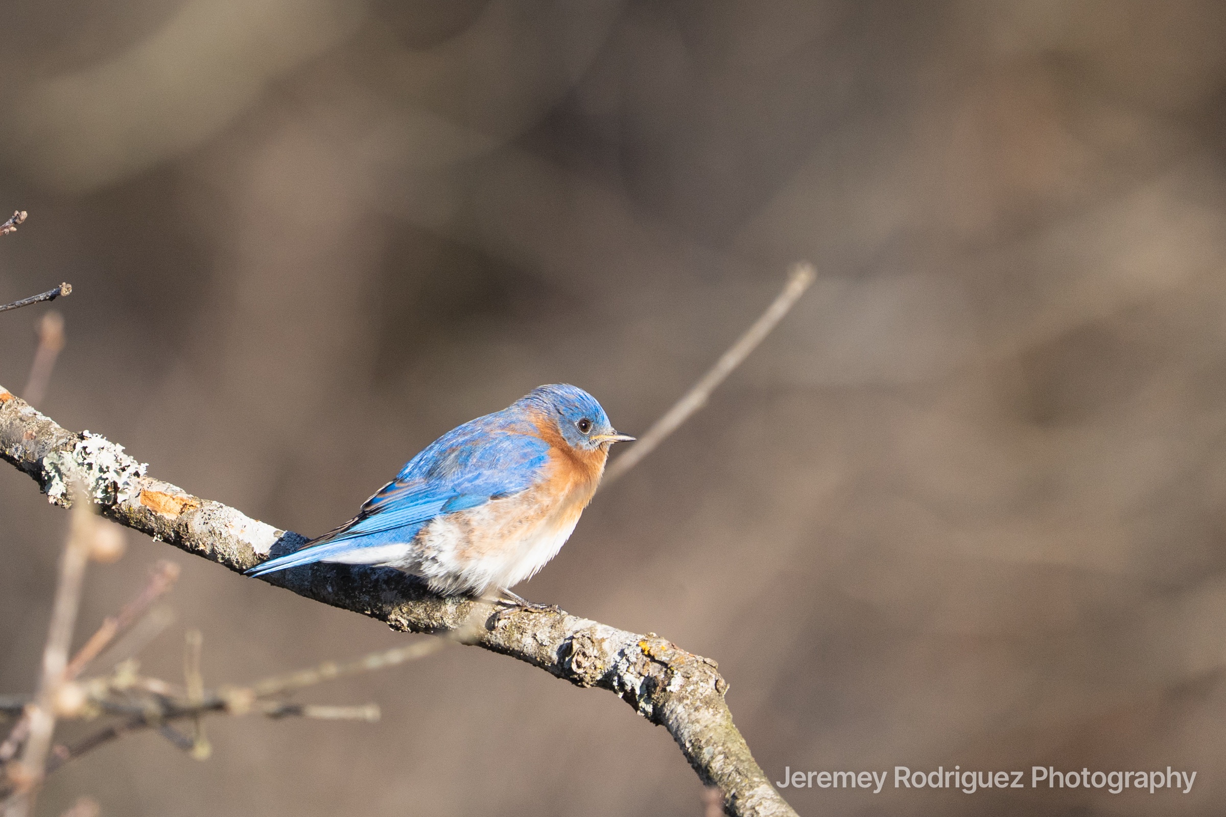 Eastern Bluebird on a Lichen-Covered Branch
