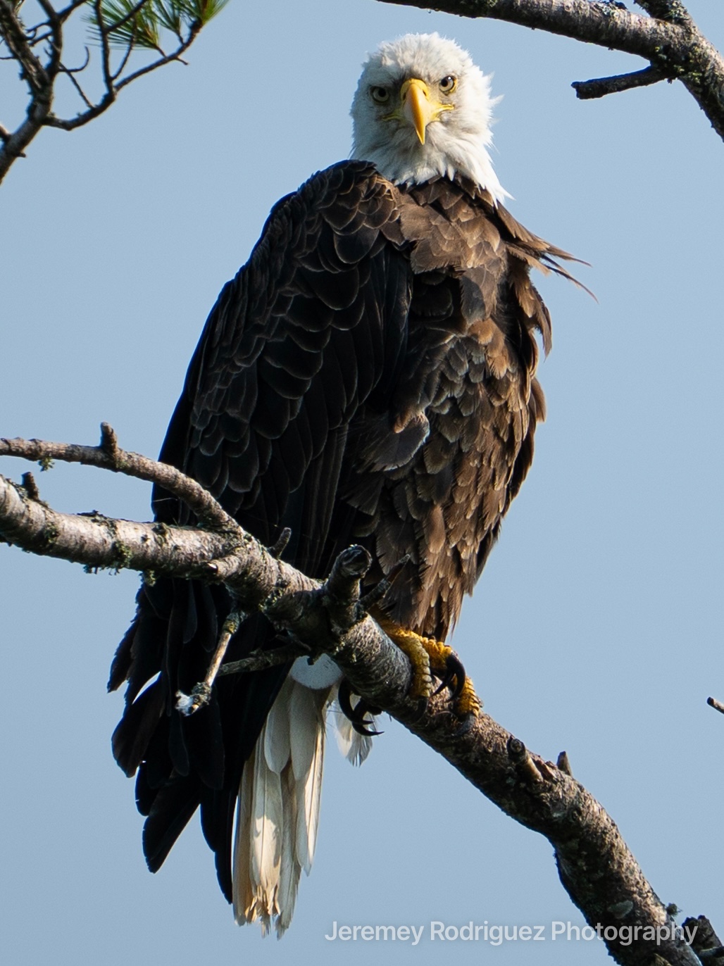 Bald Eagle Perched on a Bare Limb