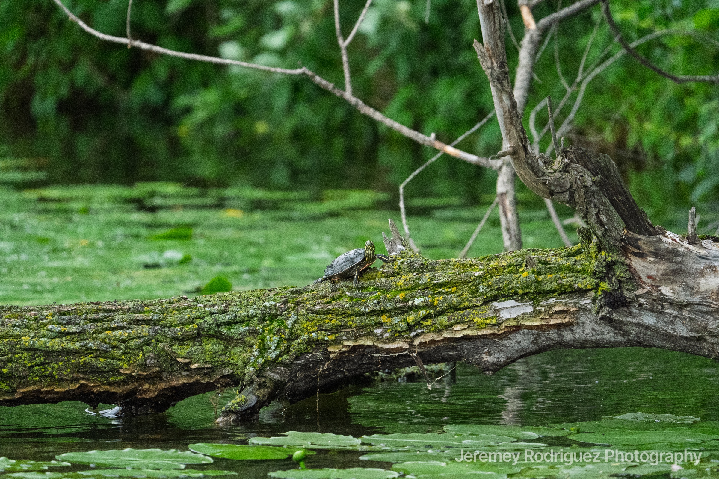 Mossy Fallen Log in a Duckweed Pond