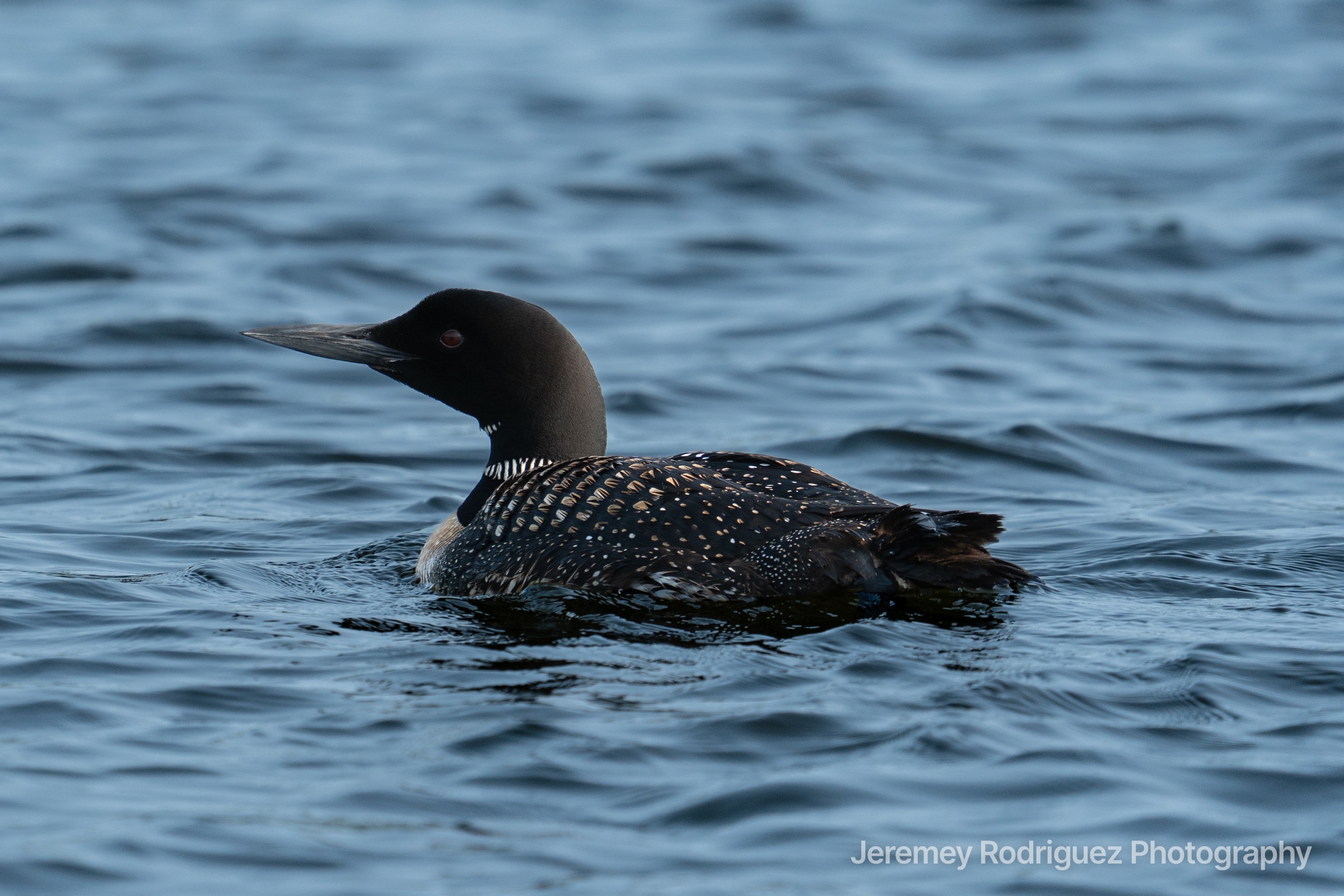 Common Loon Drifting on Blue Water