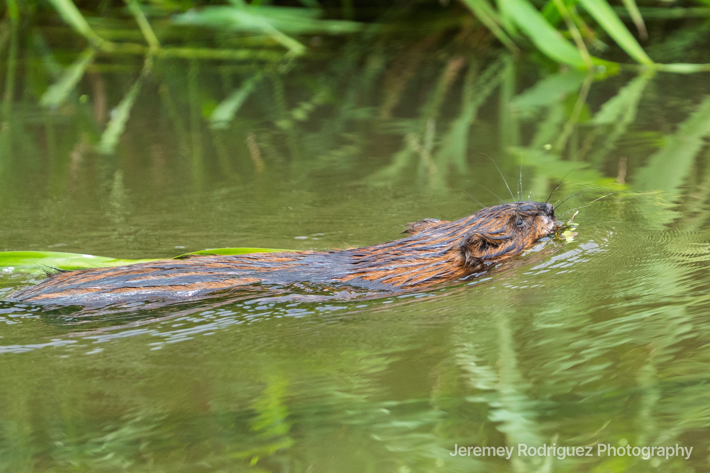 Muskrat Swimming Through Green Reflections