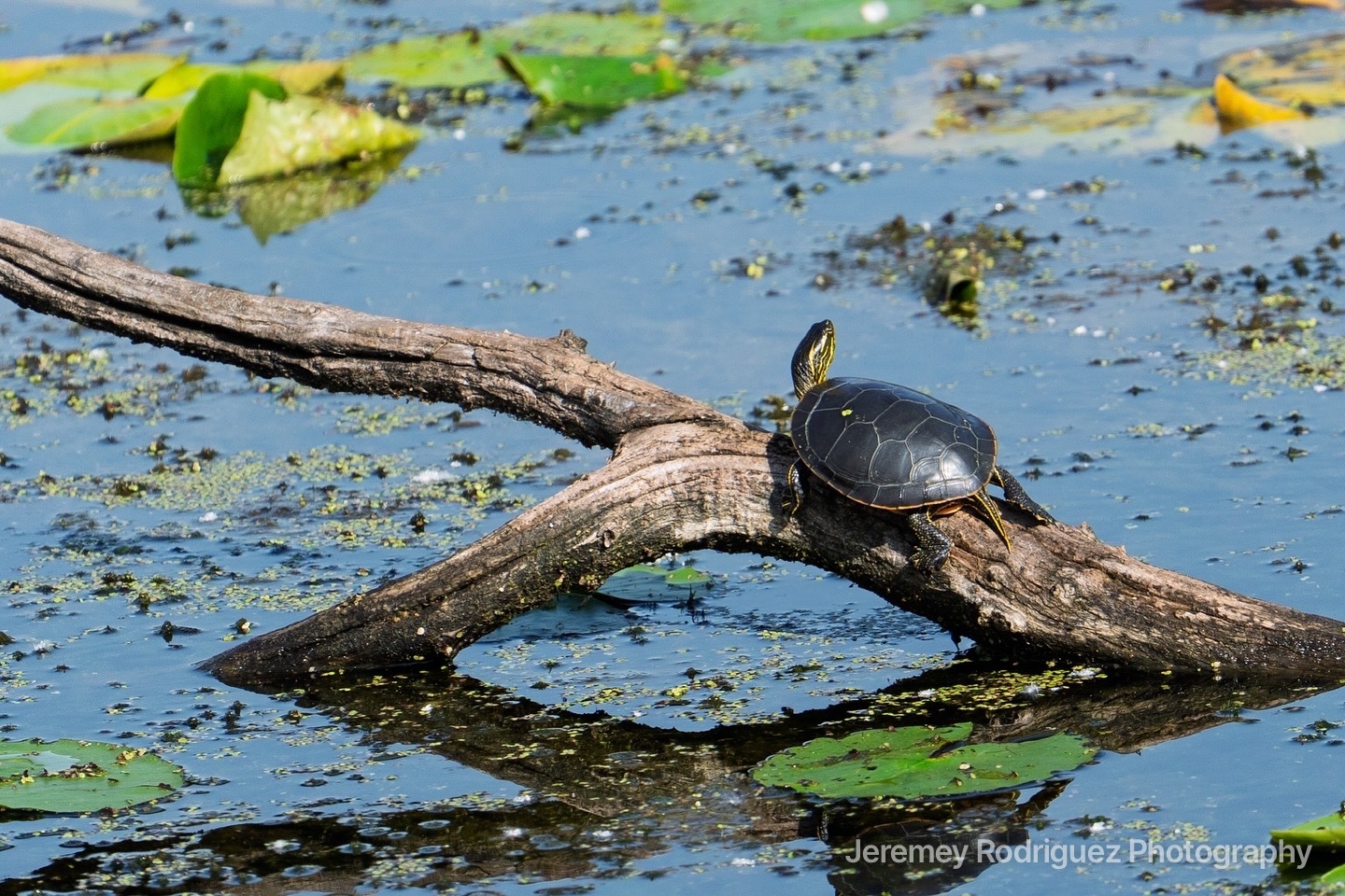 Painted Turtle on a Log Among Lily Pads