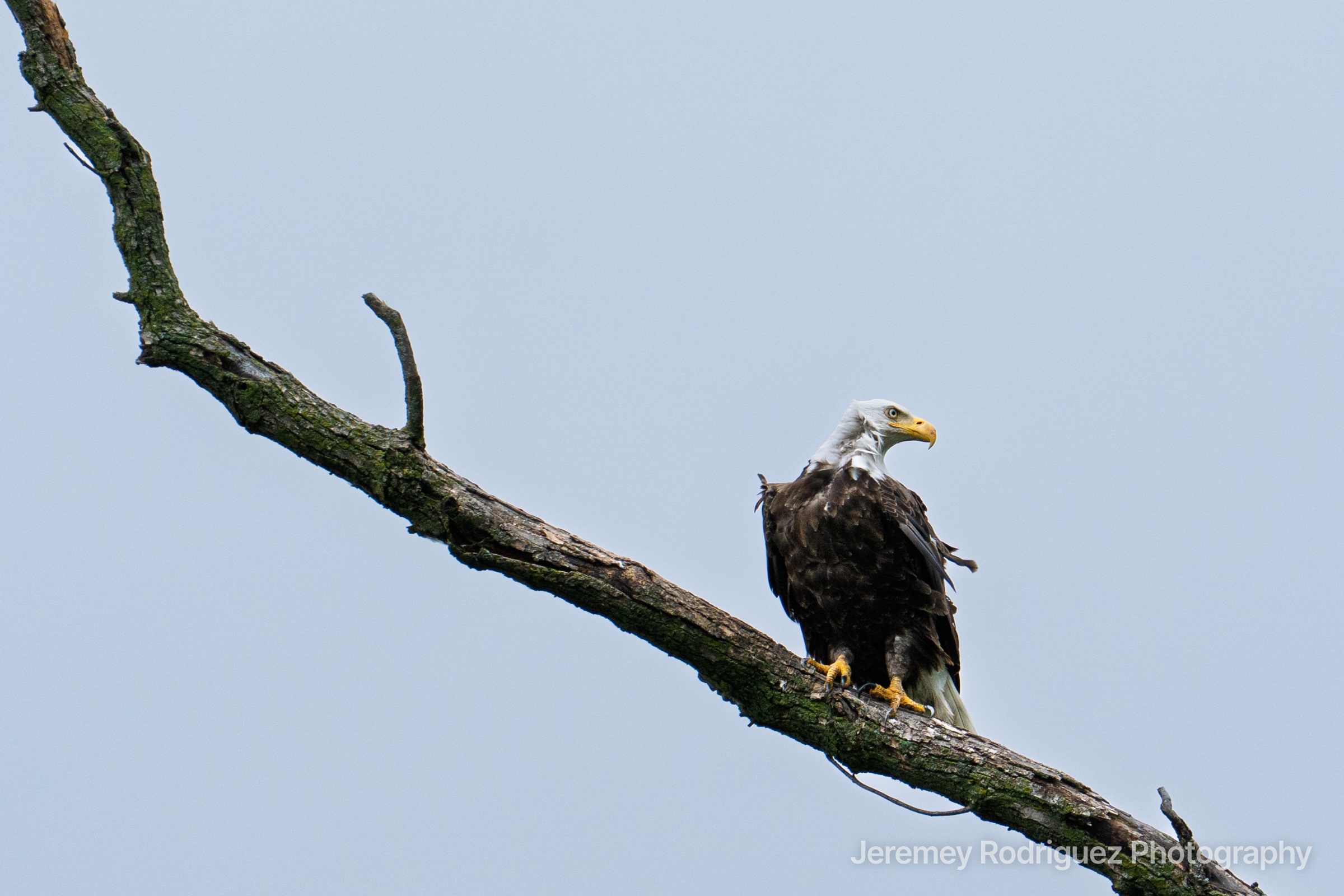 Bald Eagle Resting on a Diagonal Branch