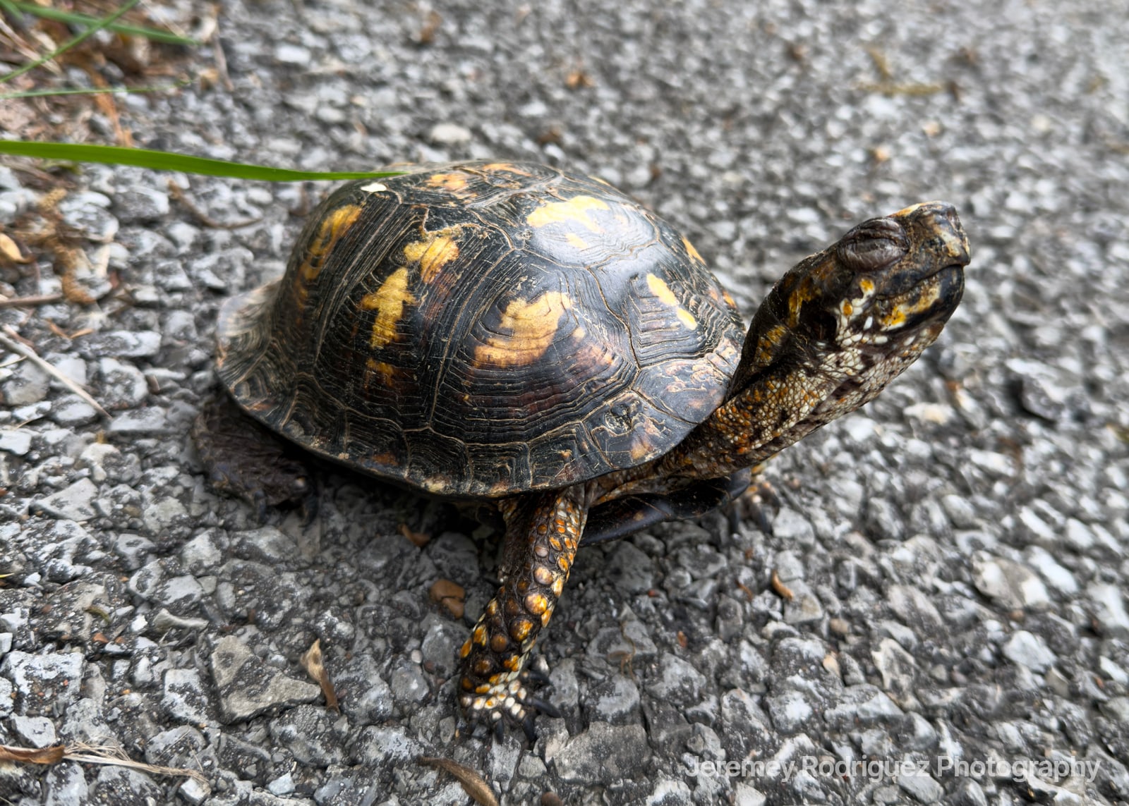 Eastern Box Turtle Crossing a Gravel Path