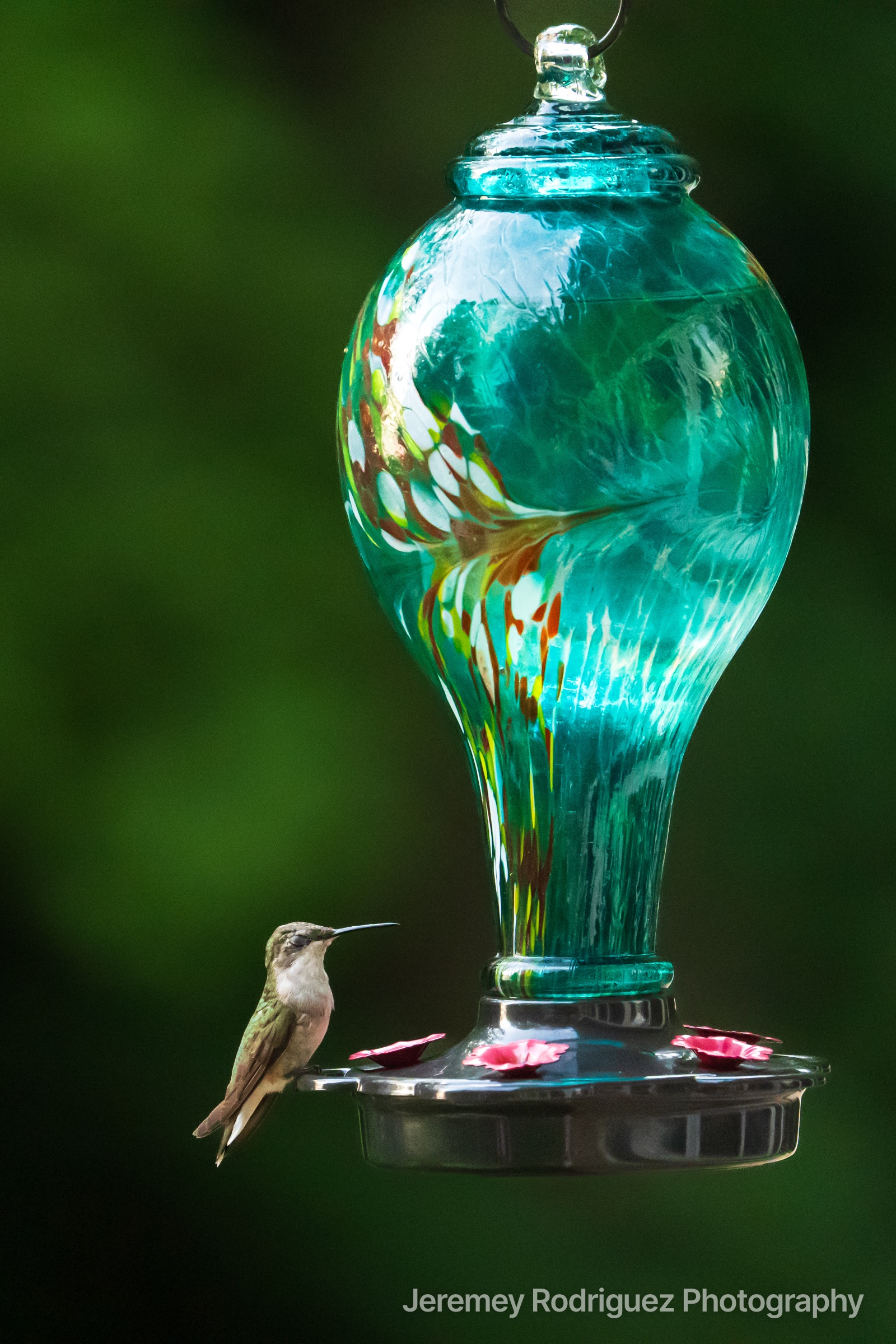 Hummingbird Perched on Teal Feeder Rim
