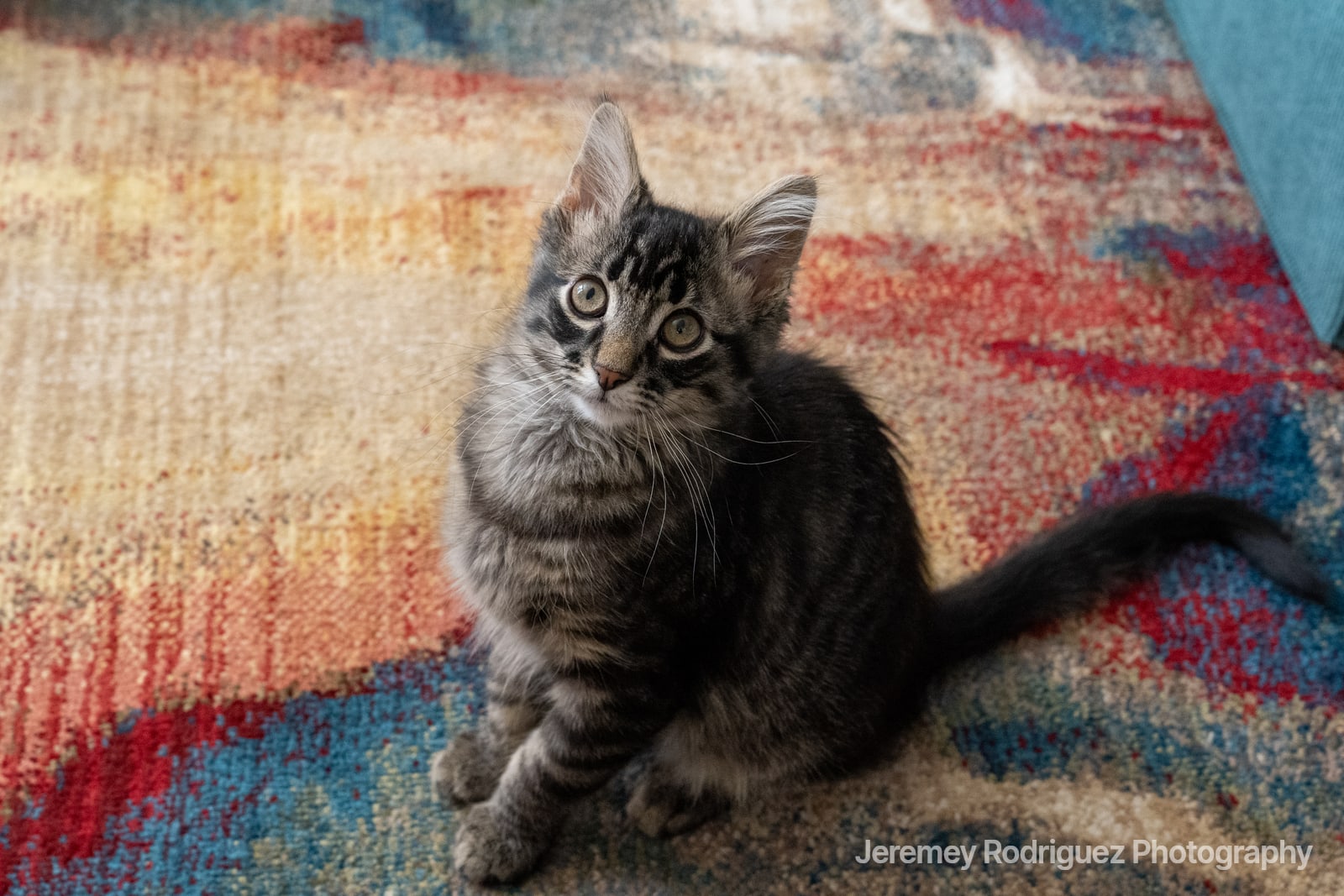 Tabby Kitten Gazing Up from a Colorful Rug