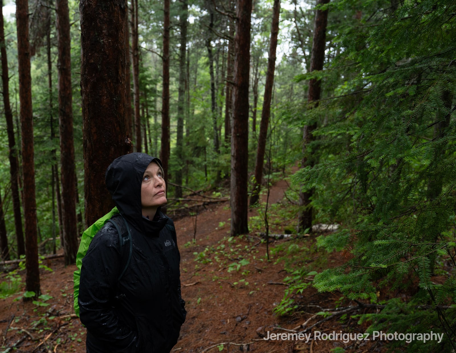 Hiker Gazing Up in a Rainy Evergreen Forest