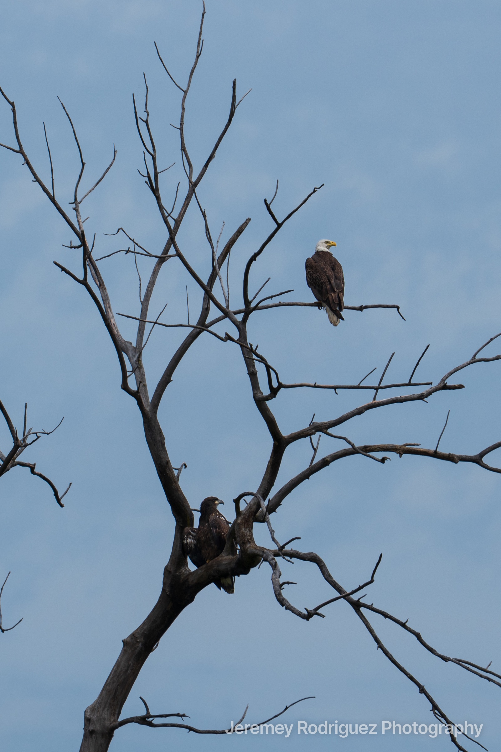 Two Eagles Perched in a Leafless Tree