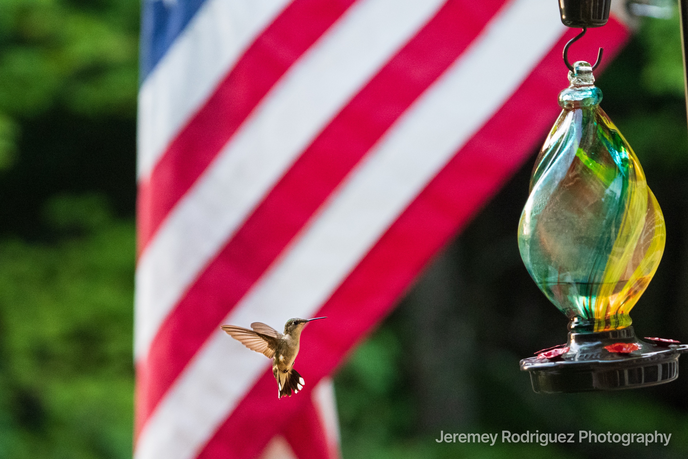 Hummingbird at a Feeder by the Flag