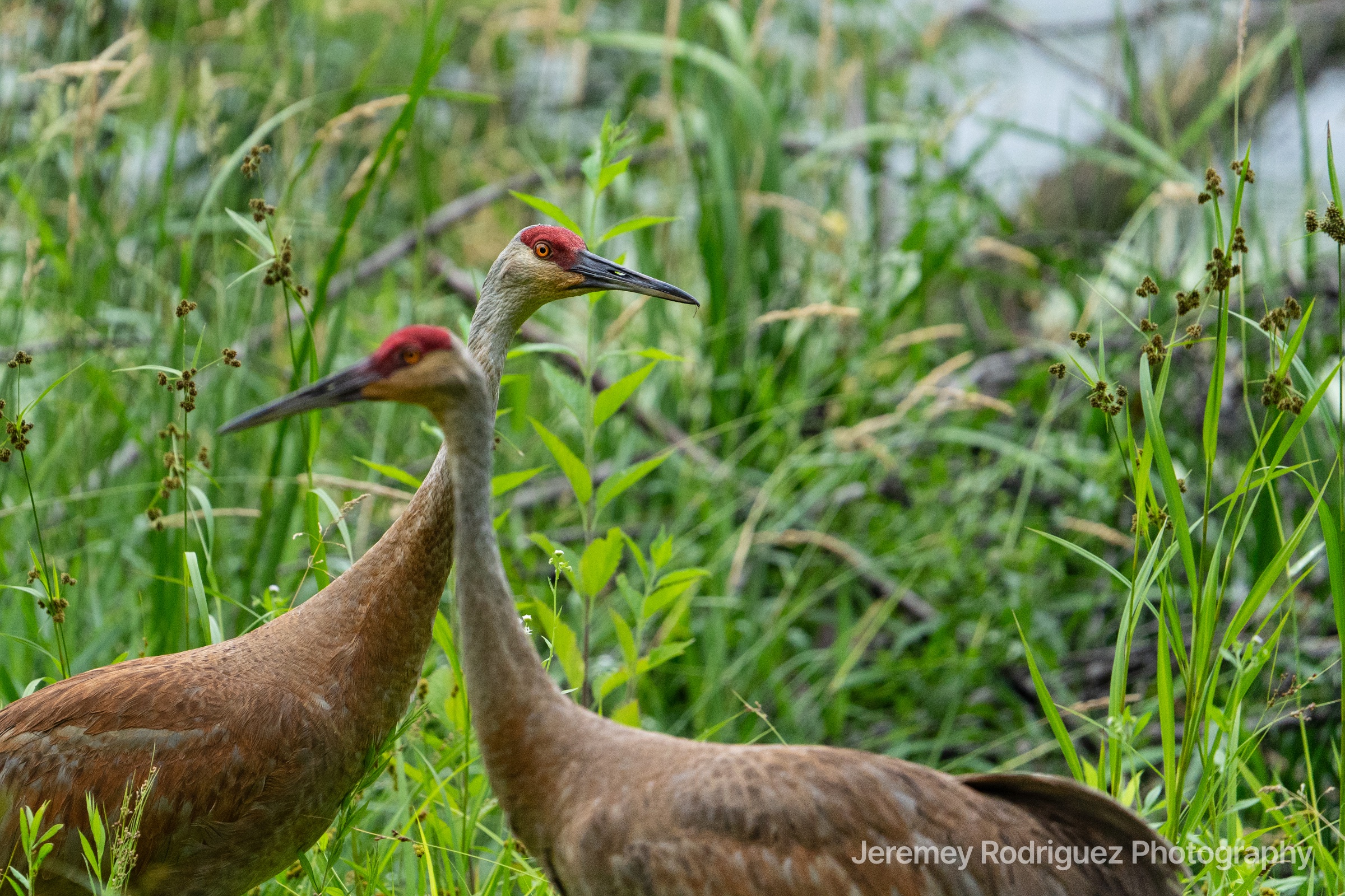 Pair of Sandhill Cranes in Tall Marsh Grass