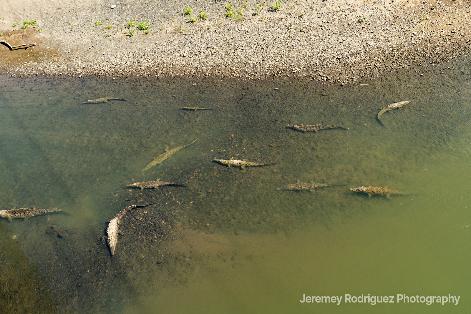 Crocodiles Gathered in a Shallow River
