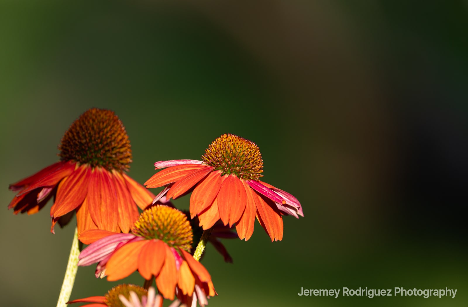 Orange Coneflowers Glowing Against Dark Green