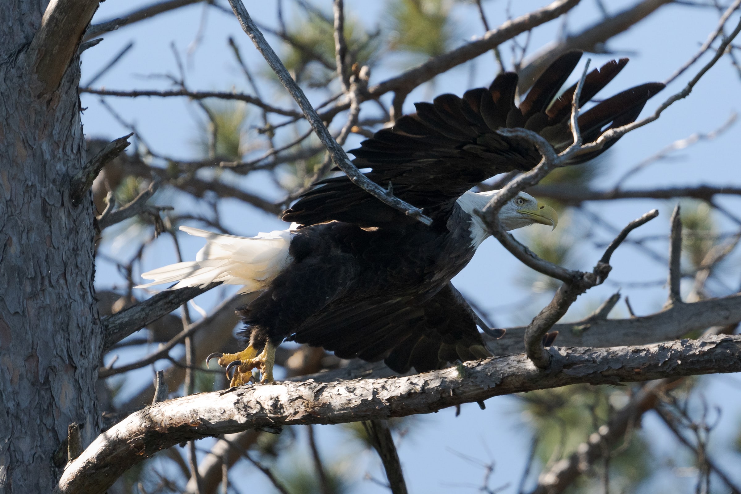 Bald Eagle Spreading Wings on Branch