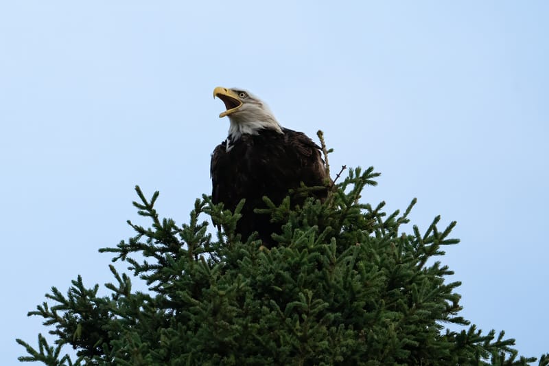 Wildlife photo