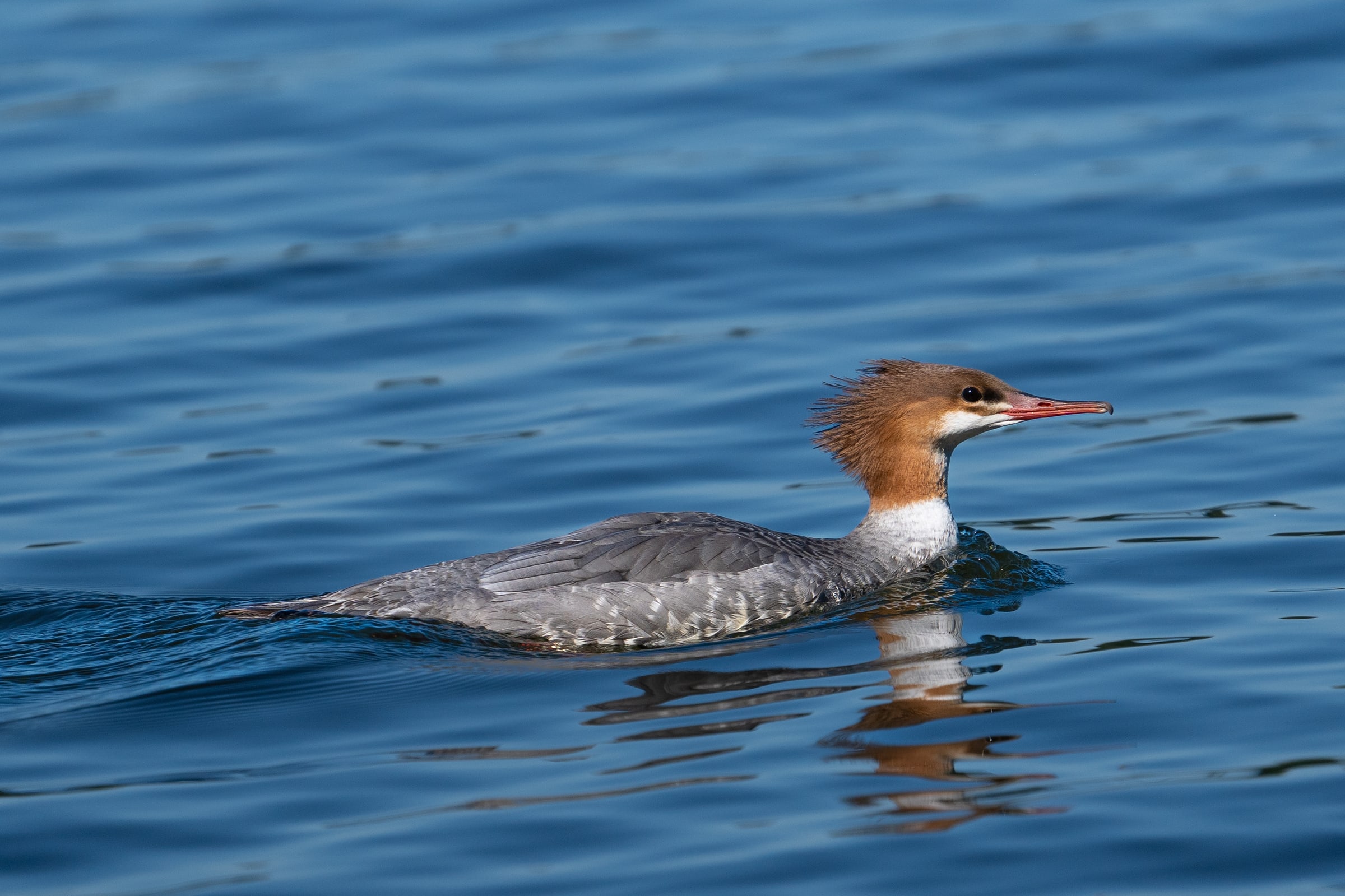 Merganser Swimming on Blue Water