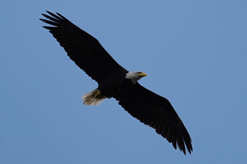 Wildlife photo