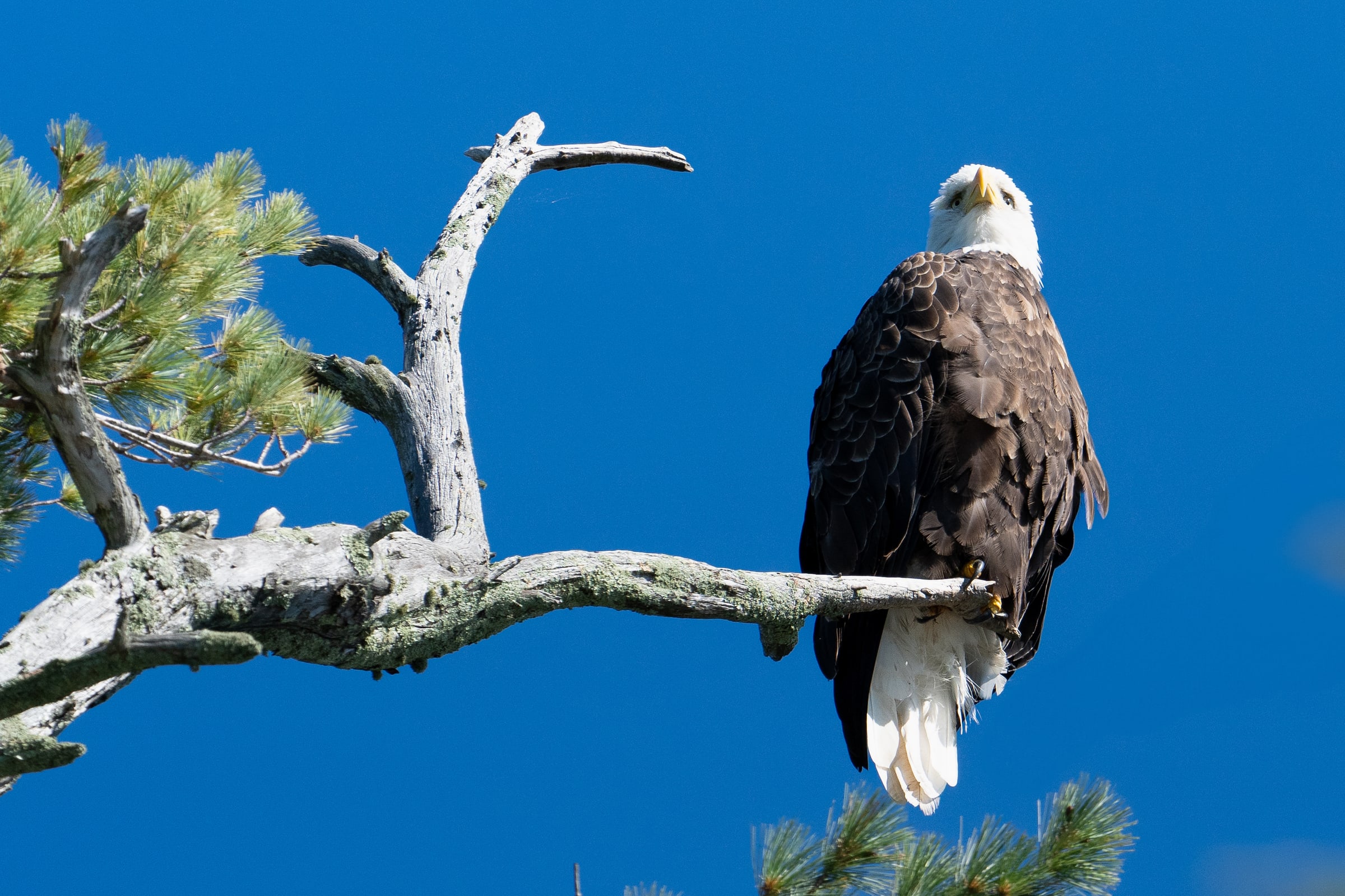 Bald Eagle Perched on Weathered Pine Branch