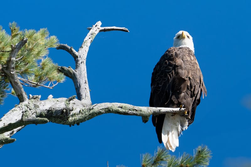 Wildlife photo