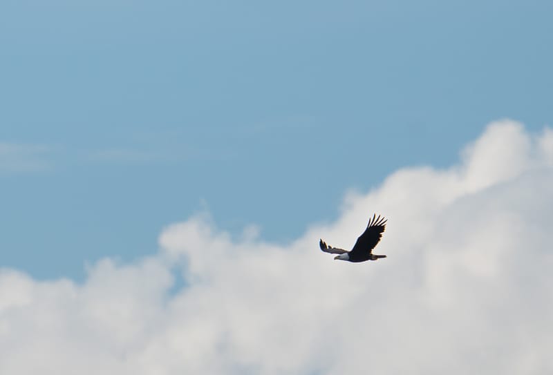 Wildlife photo