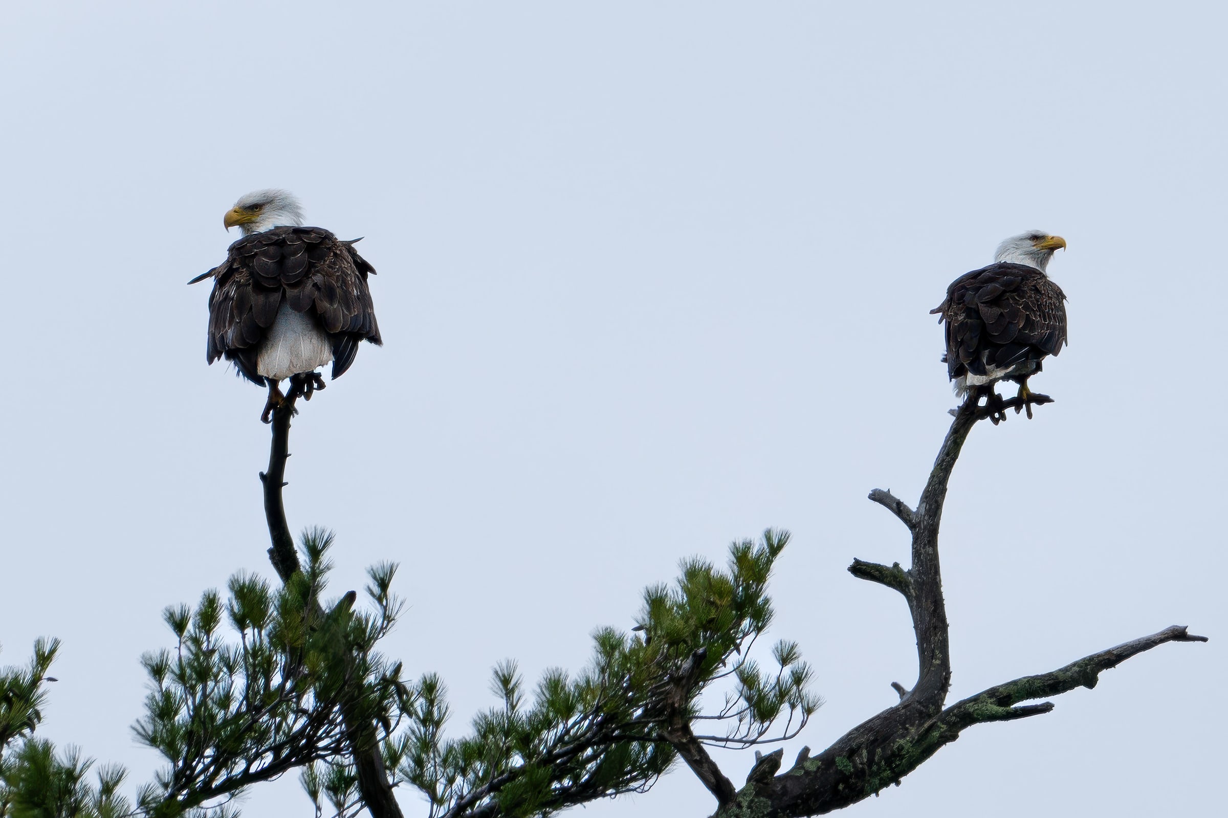 Two Bald Eagles on Treetop Snags