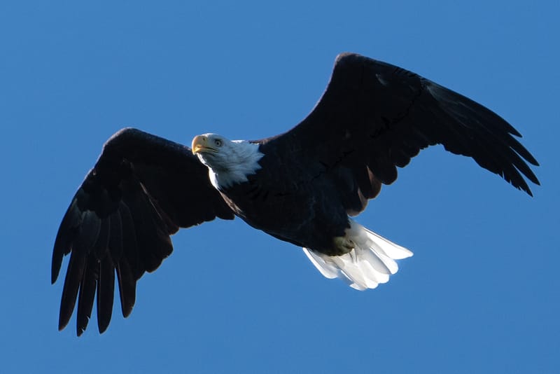 Wildlife photo