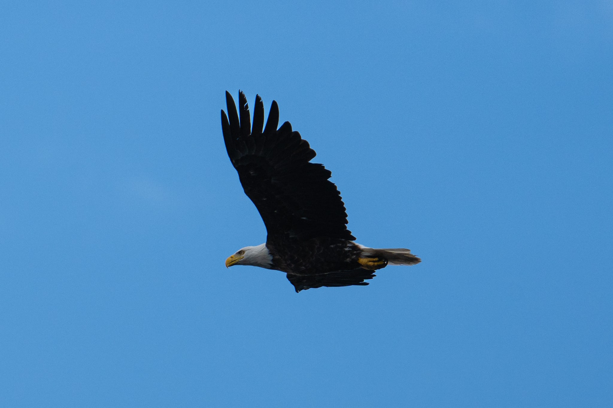 Bald Eagle Flying Through Blue Sky