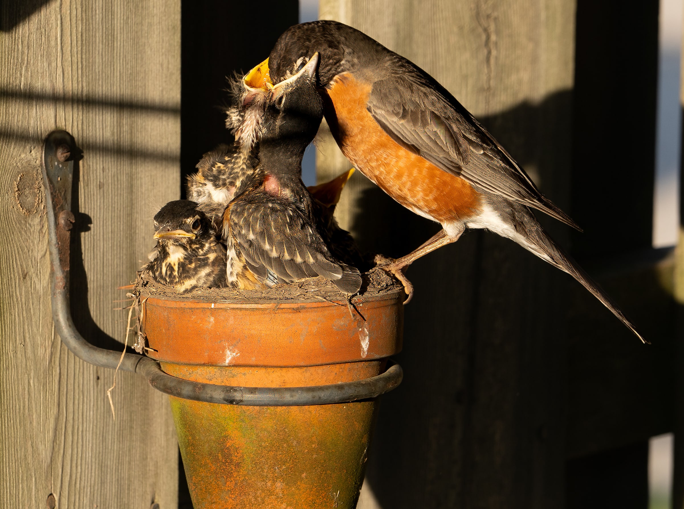 American Robin Feeding Its Chicks