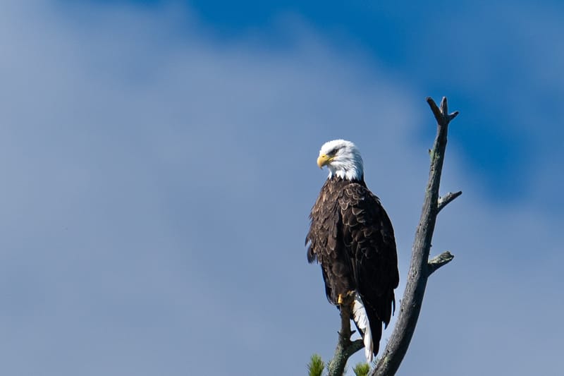 Wildlife photo