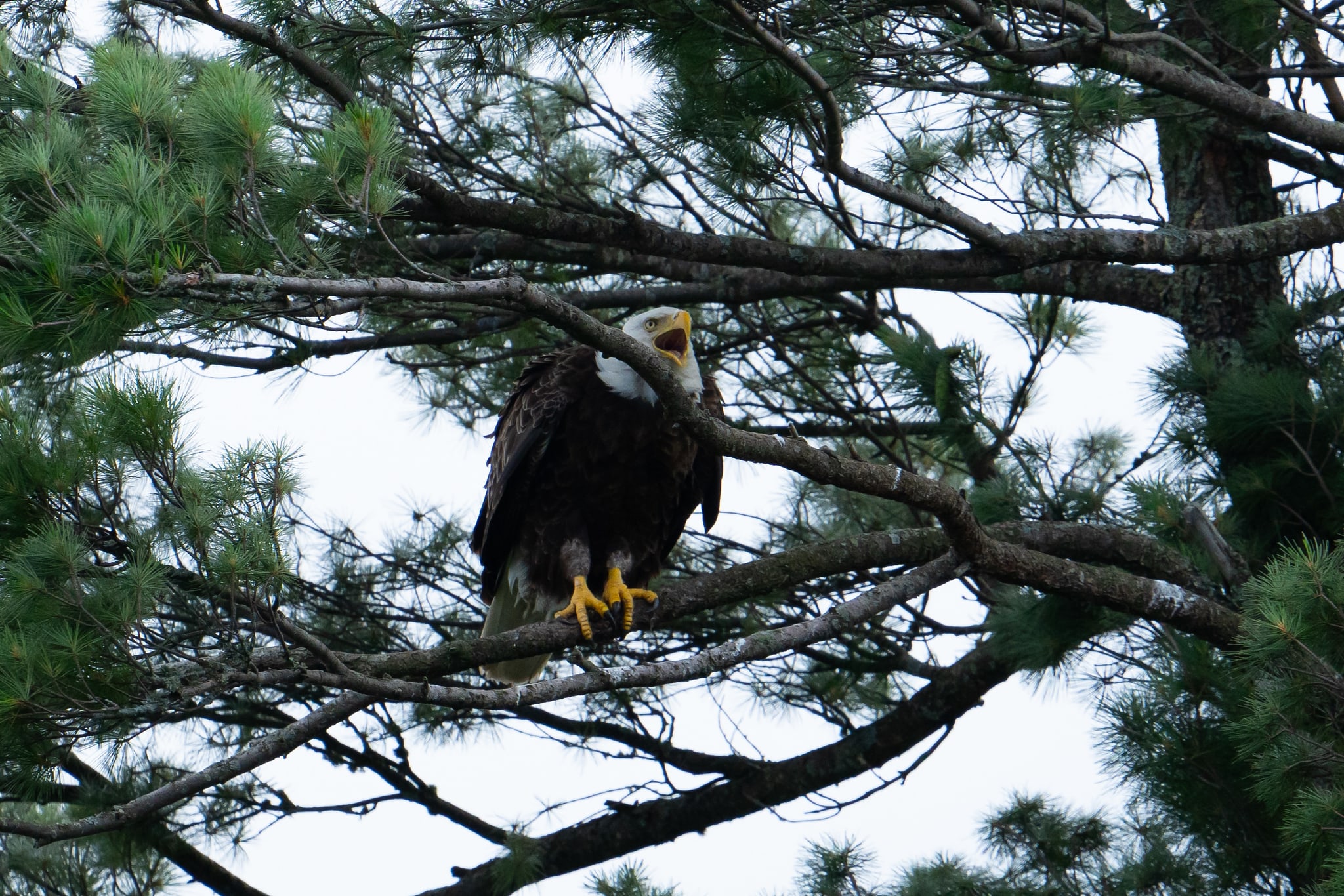 Bald Eagle Calling from Pine Branch