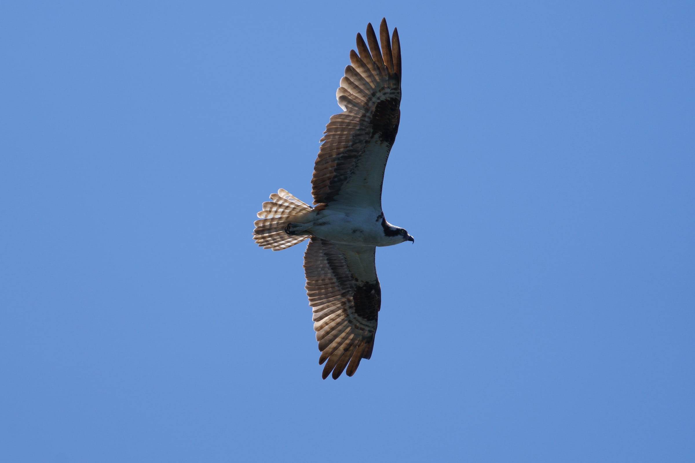 Osprey Soaring Overhead in Blue Sky