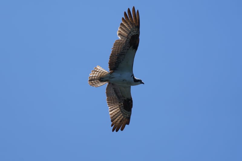 Wildlife photo